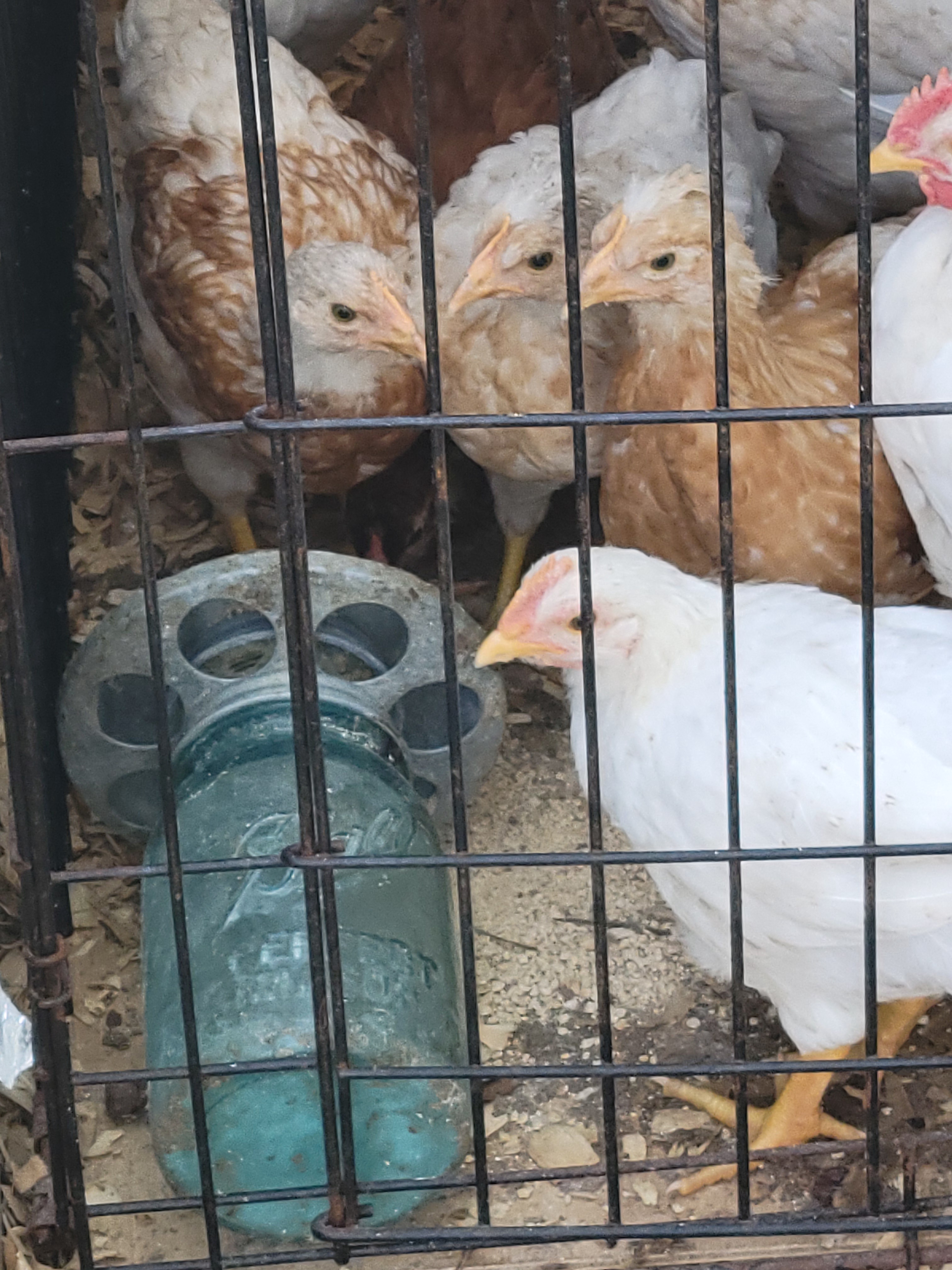 When Chickens Unite: The Great Poultry Uprising!