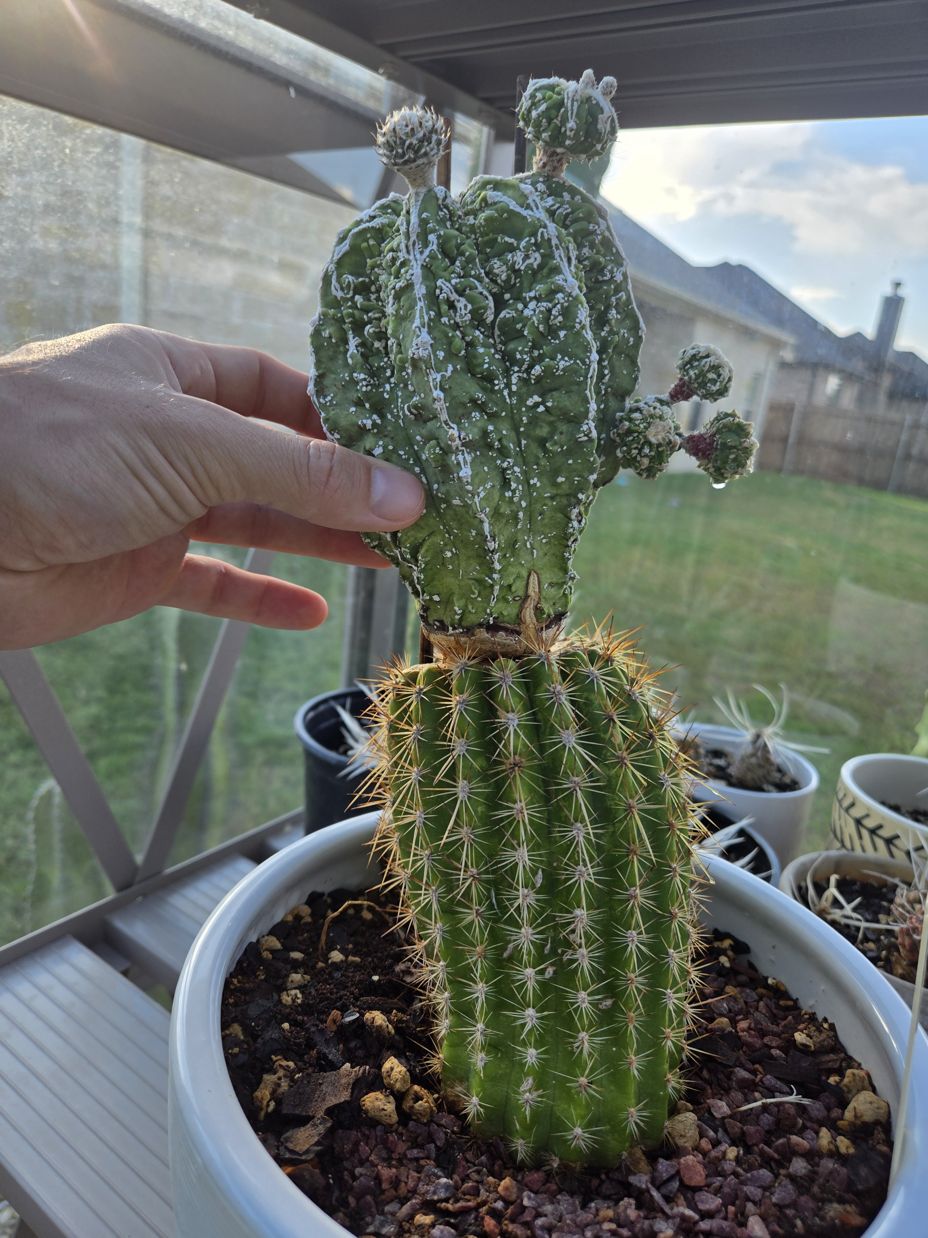 Astrophytum Fukuryu Heikiran Pups: Growing from 8-20-24 to 1-1-25