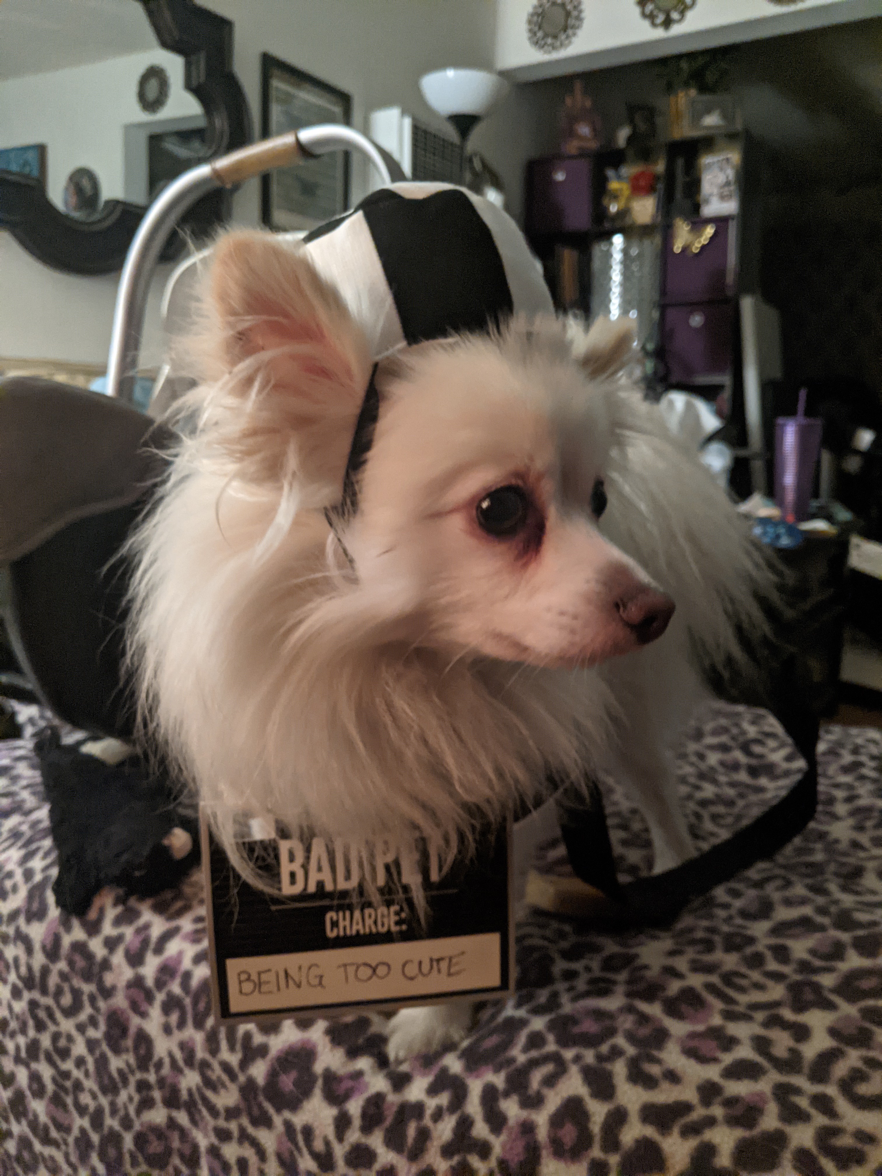 Bailey's Unfortunate Trip to the Pet Penitentiary