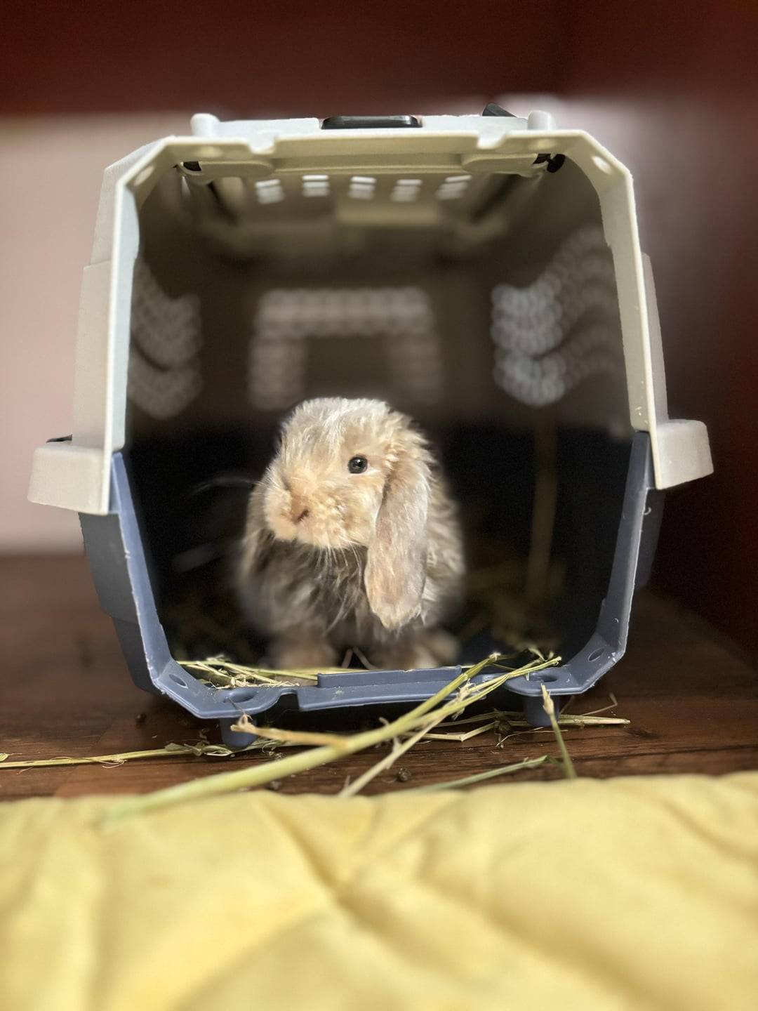 Rabbity Bunny Wishes You a Wonderful Night or a Bright Day!
