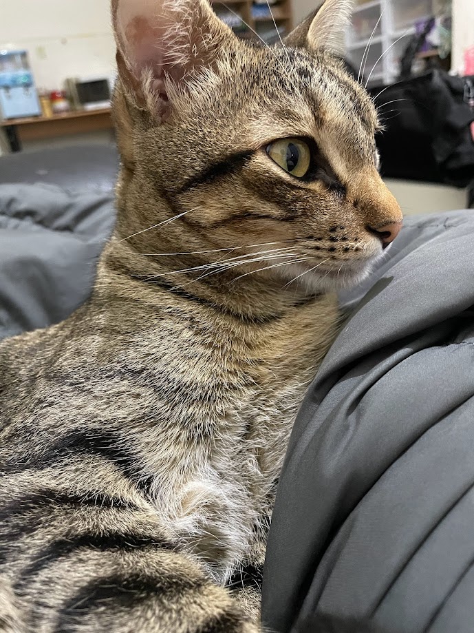 The Curious Cat: Always Up to Something