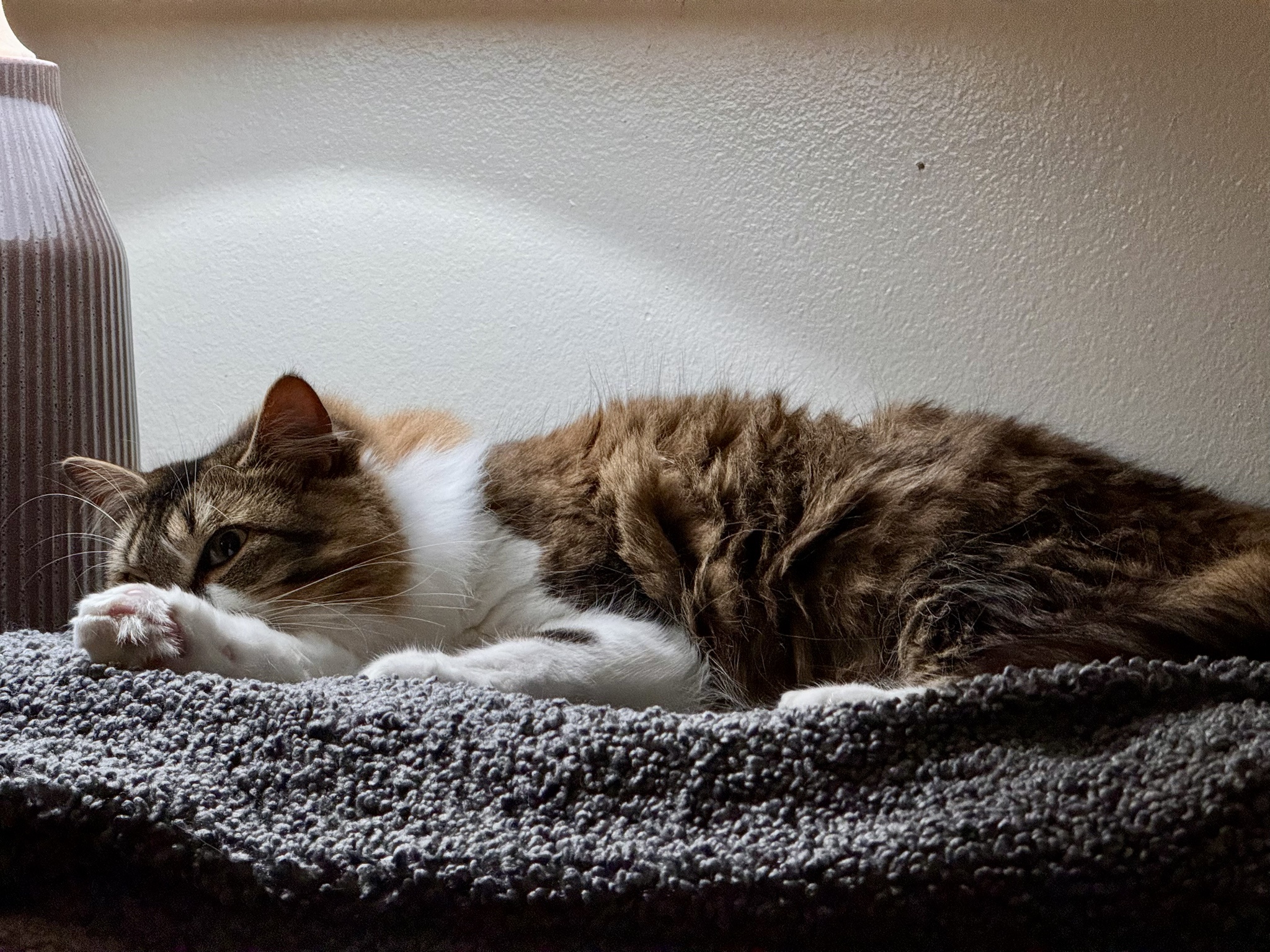 Happy Caturday! Meet Croctopus, my fluffy princess who loves to knead with her adorable paws.