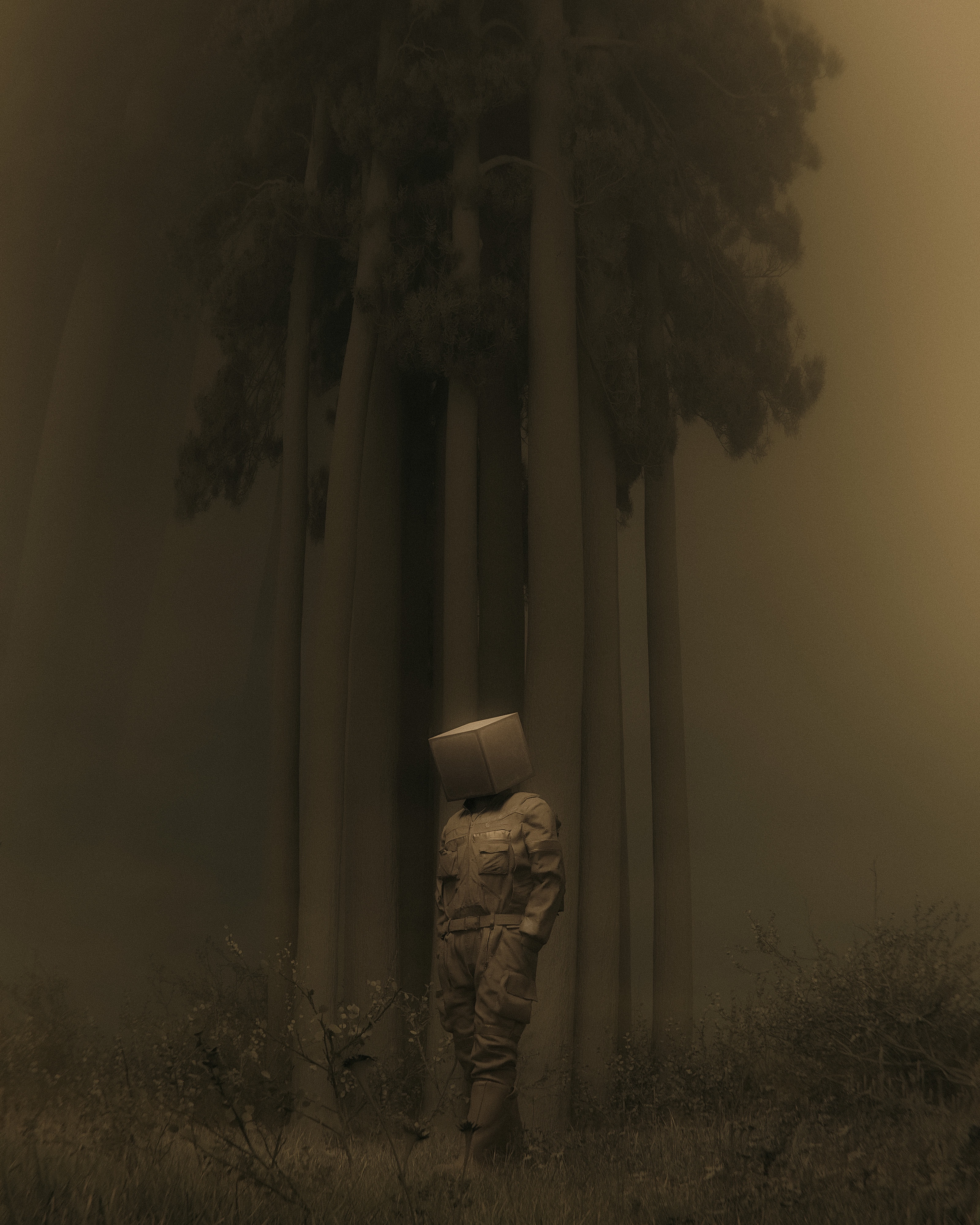 A Serene Escape: Lone Woods Captured by Huleeb