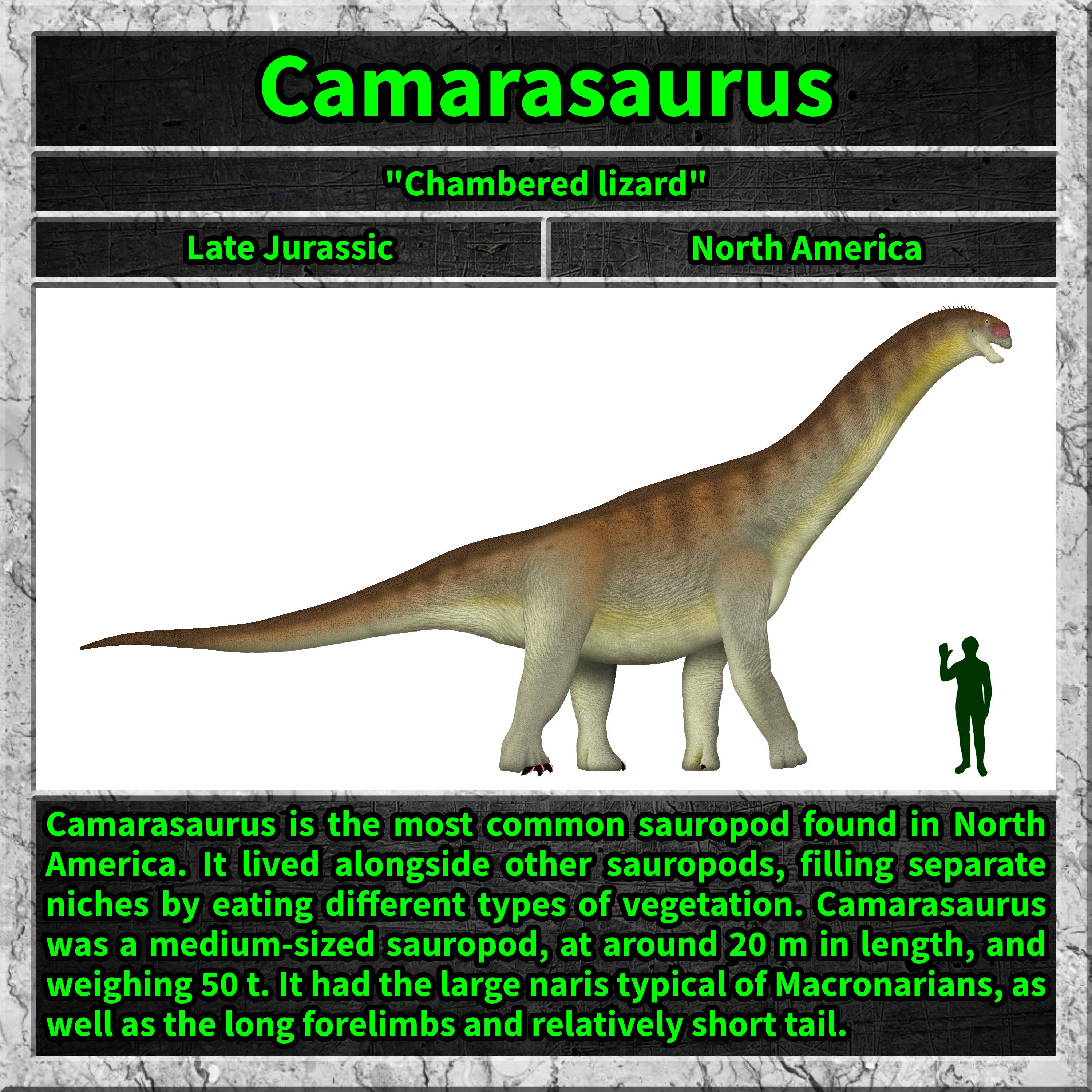 Meet the Camarasaurus: The Gentle Giant of the Jurassic