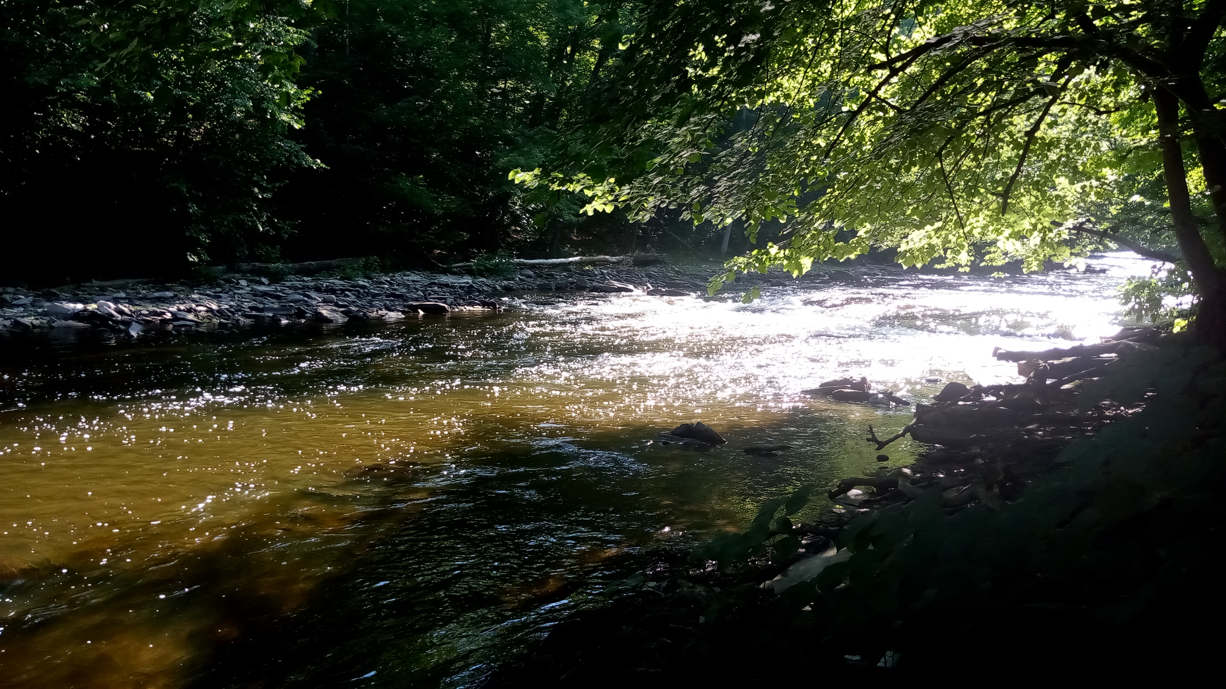 A Serene River Flowing Through the Enchanted Forest