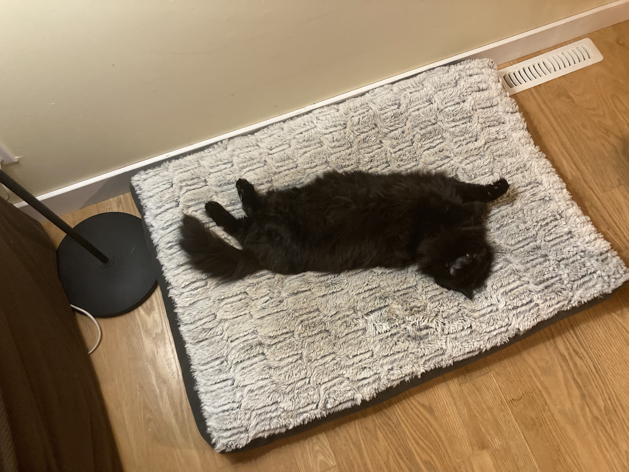 Mastering the art of stealing the dog's bed and escaping unscathed
