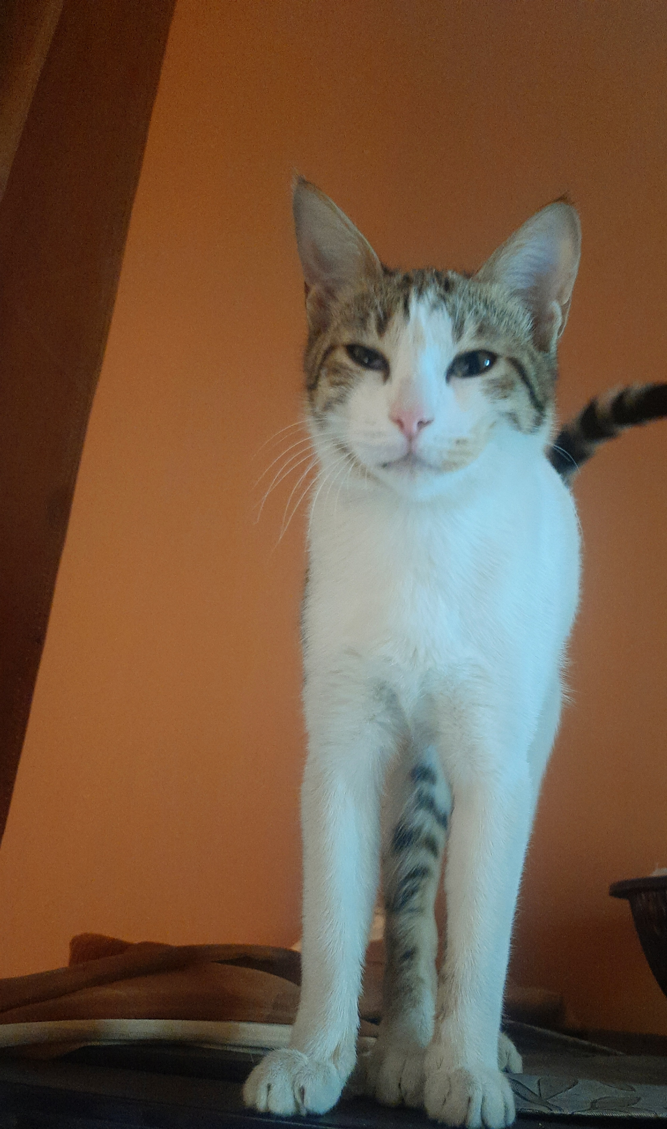 Sunday Cat Chronicles: The Art of Cat Stretching