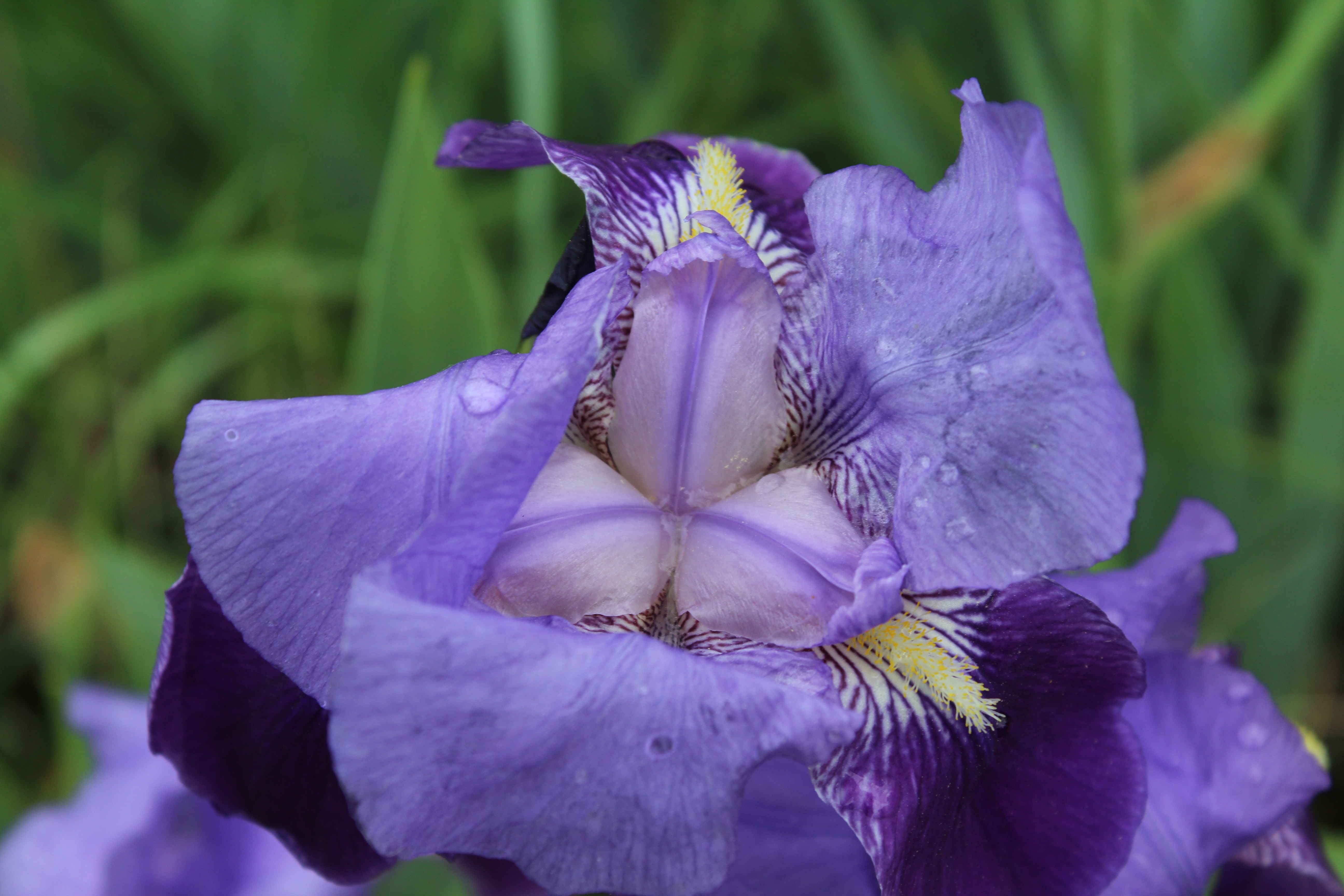 The Beauty of Spring: A Celebration of Blooming Flowers