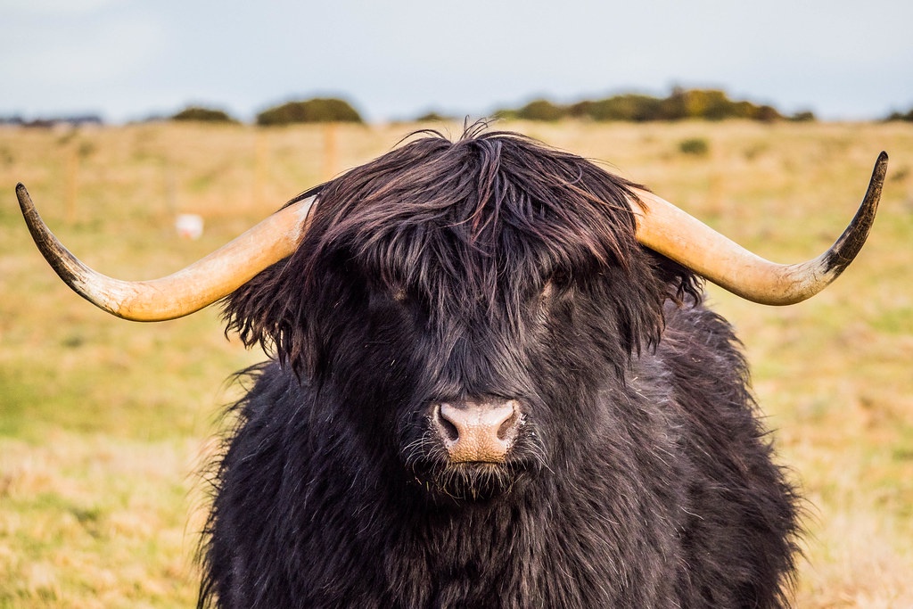 Majestic Highland Cattle with Stunning Black Horns