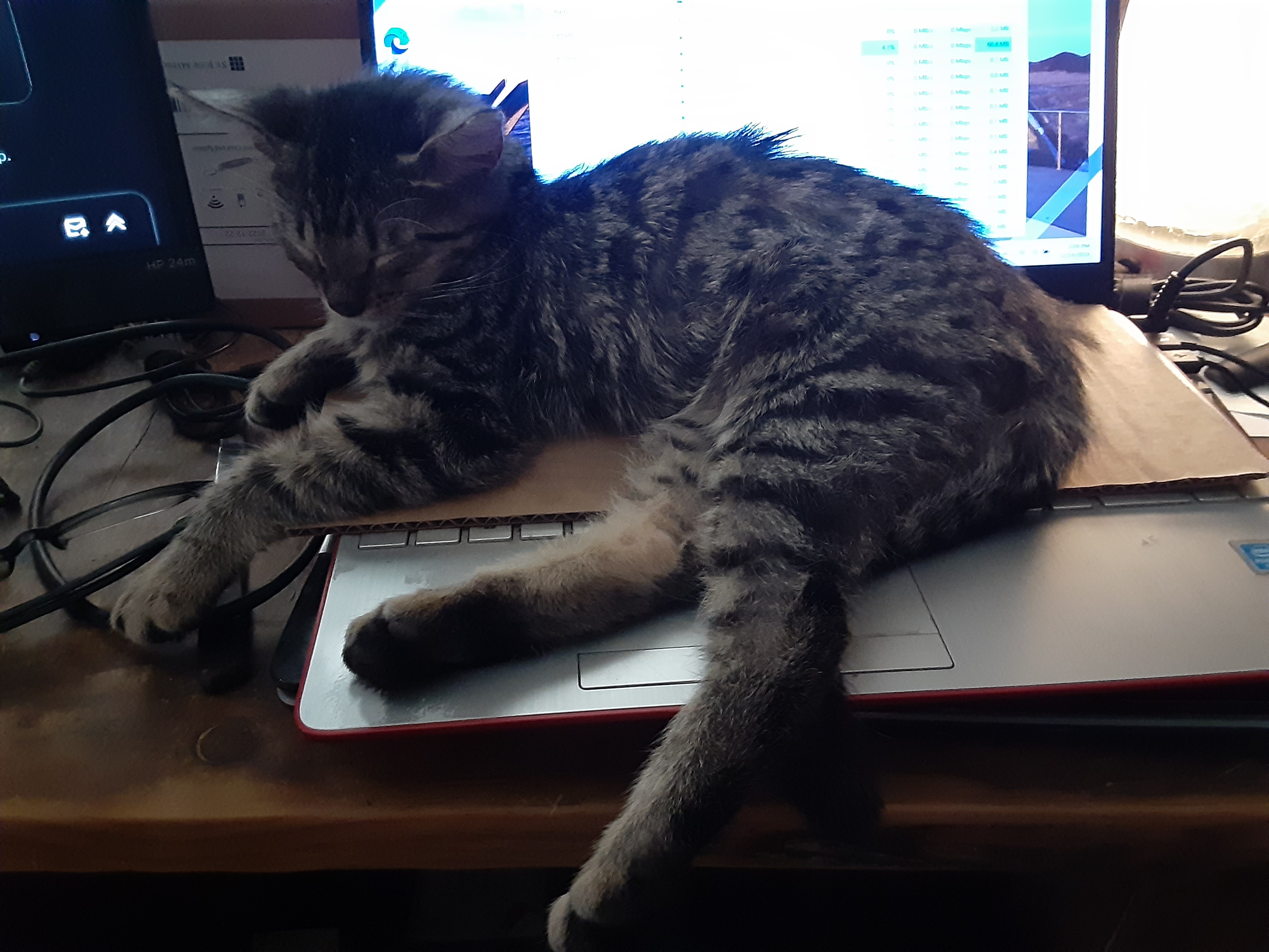 The Ultimate Cardboard Kitty Adapter Plate