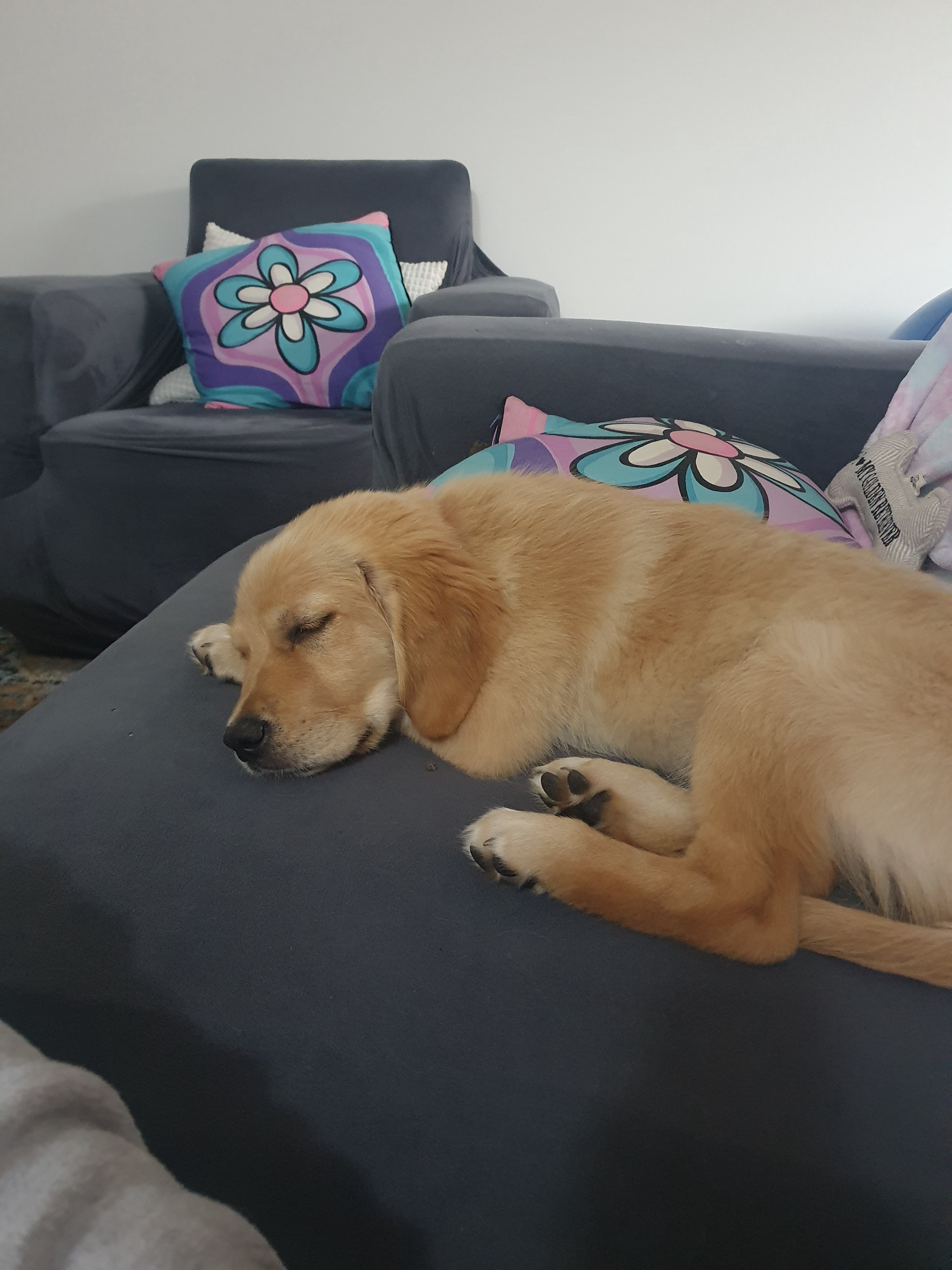 Check Out This Adorably Sleepy Goofball