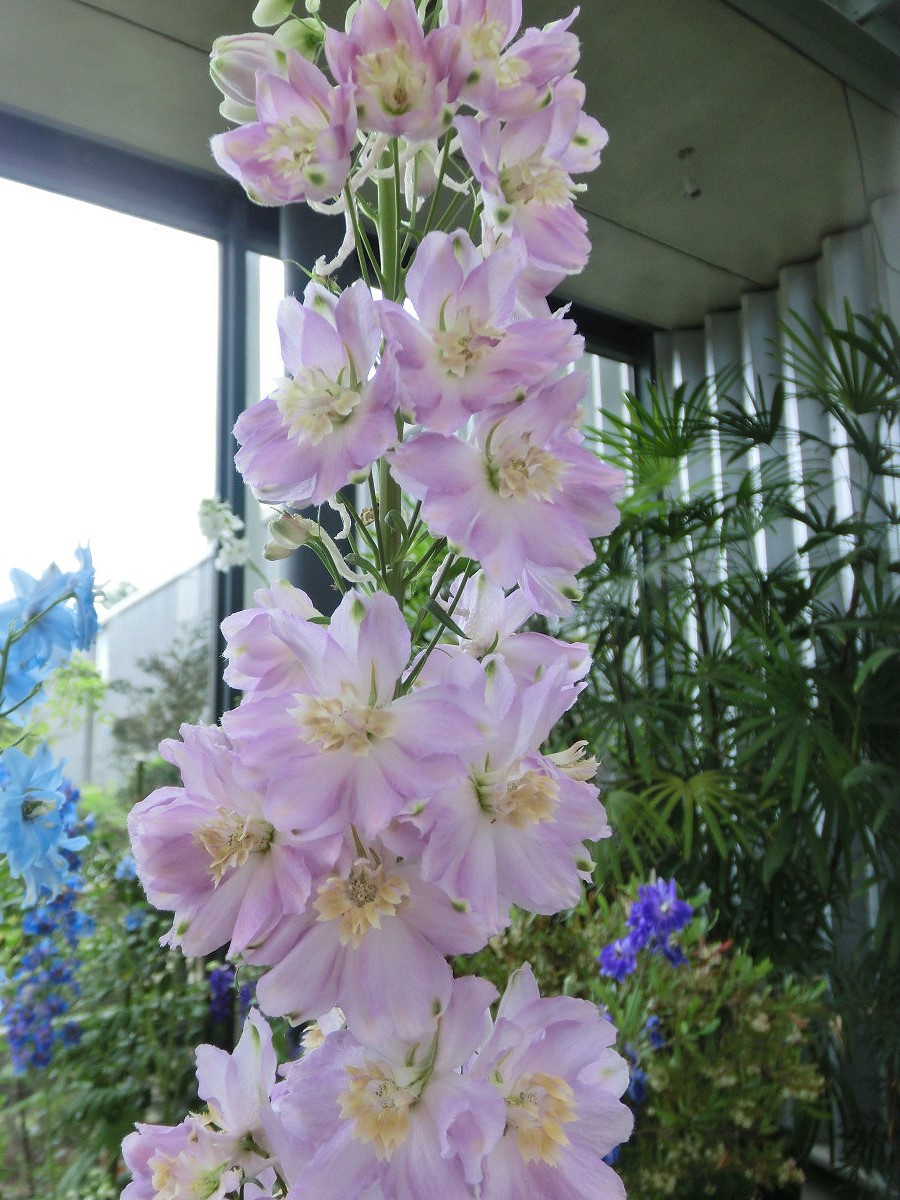 A Beautiful Day at Hokuso Flower Hill Park, June 2015