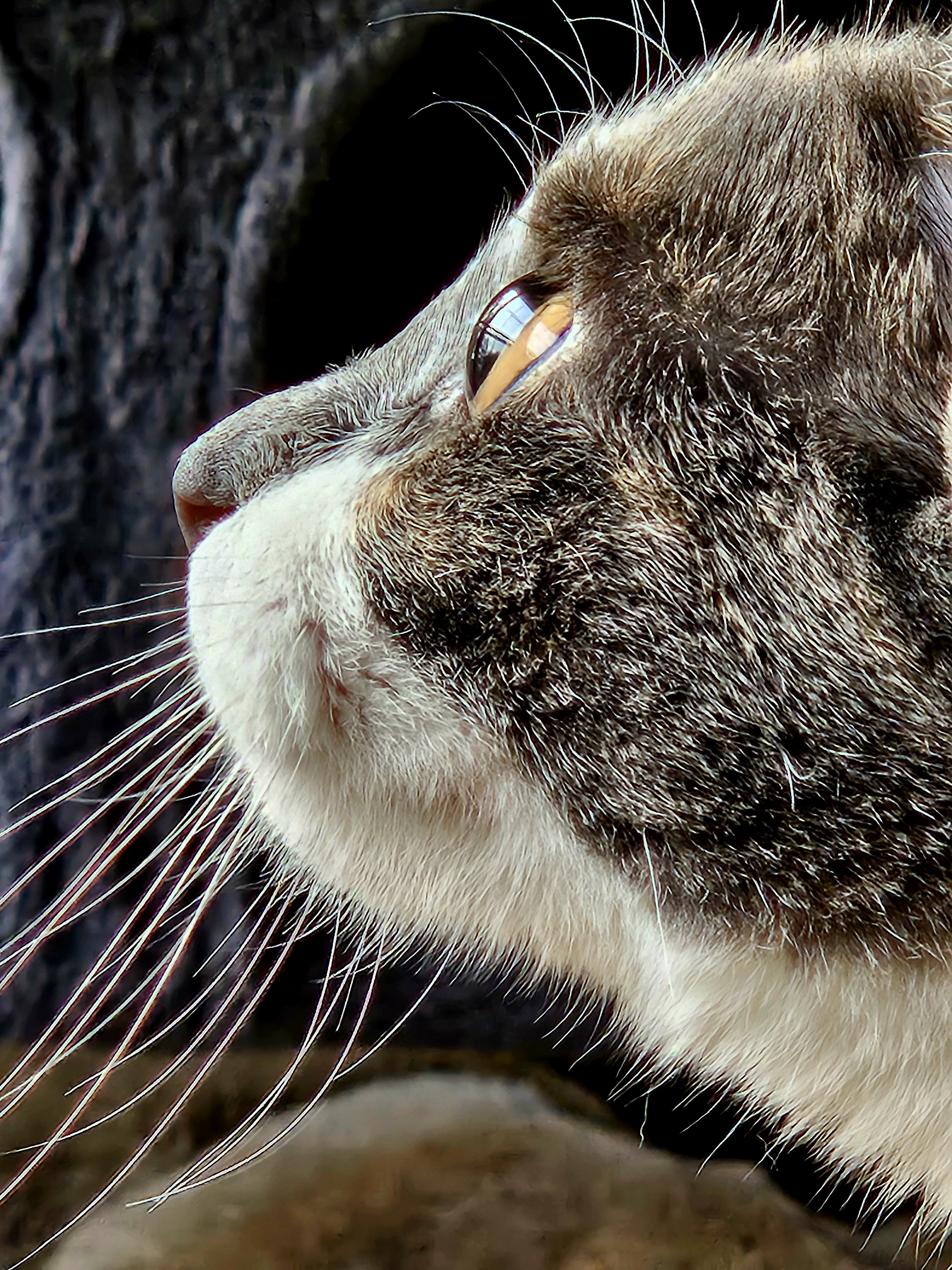 The Enigmatic Gaze of the Cat's Eye