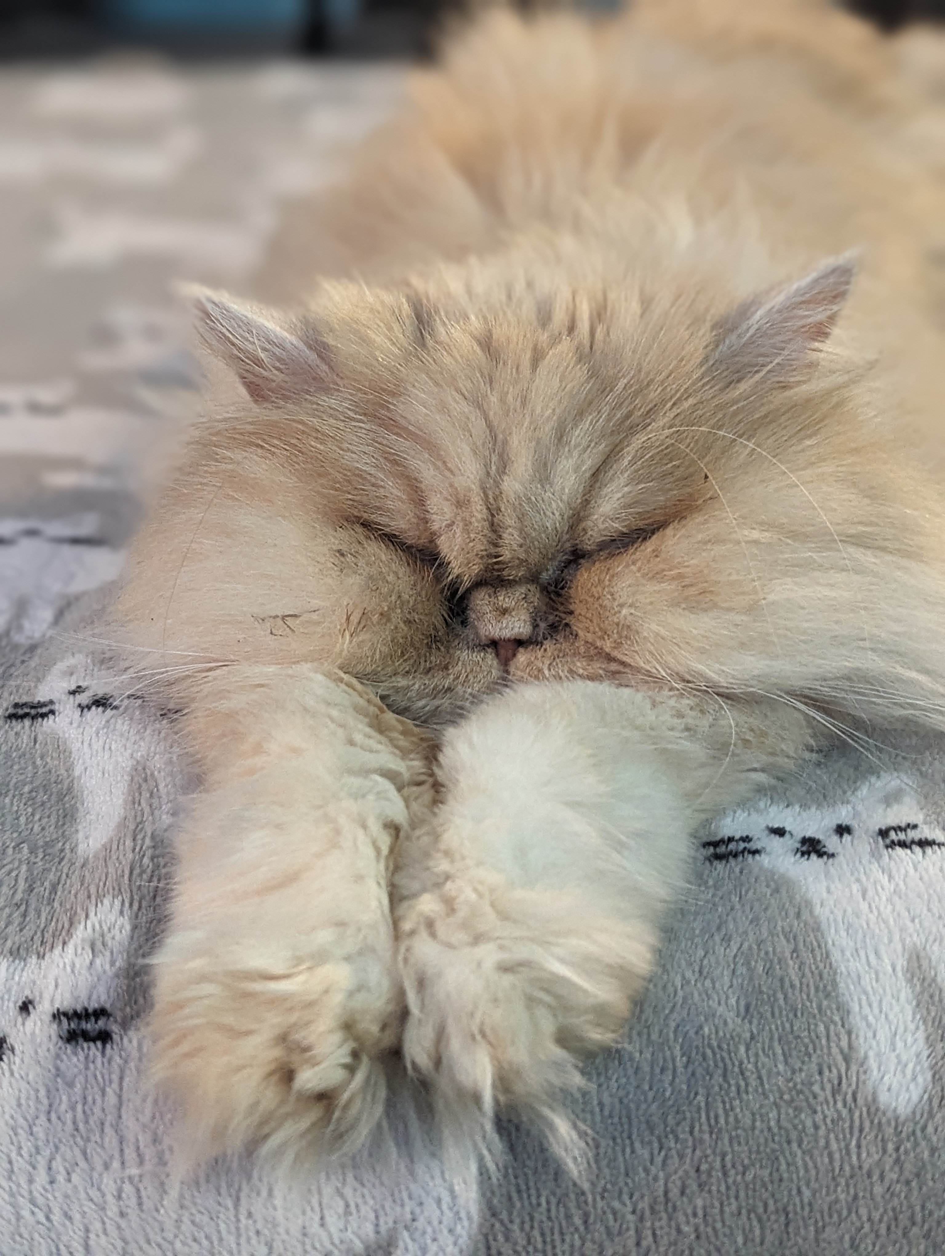 Meet Princess Yuki: The Royal Feline