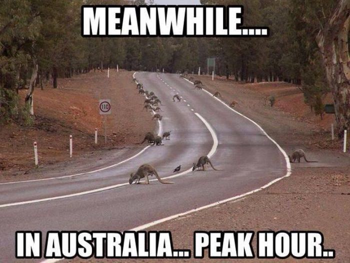 Caught in a Traffic Jam Down Under: An Australian Adventure