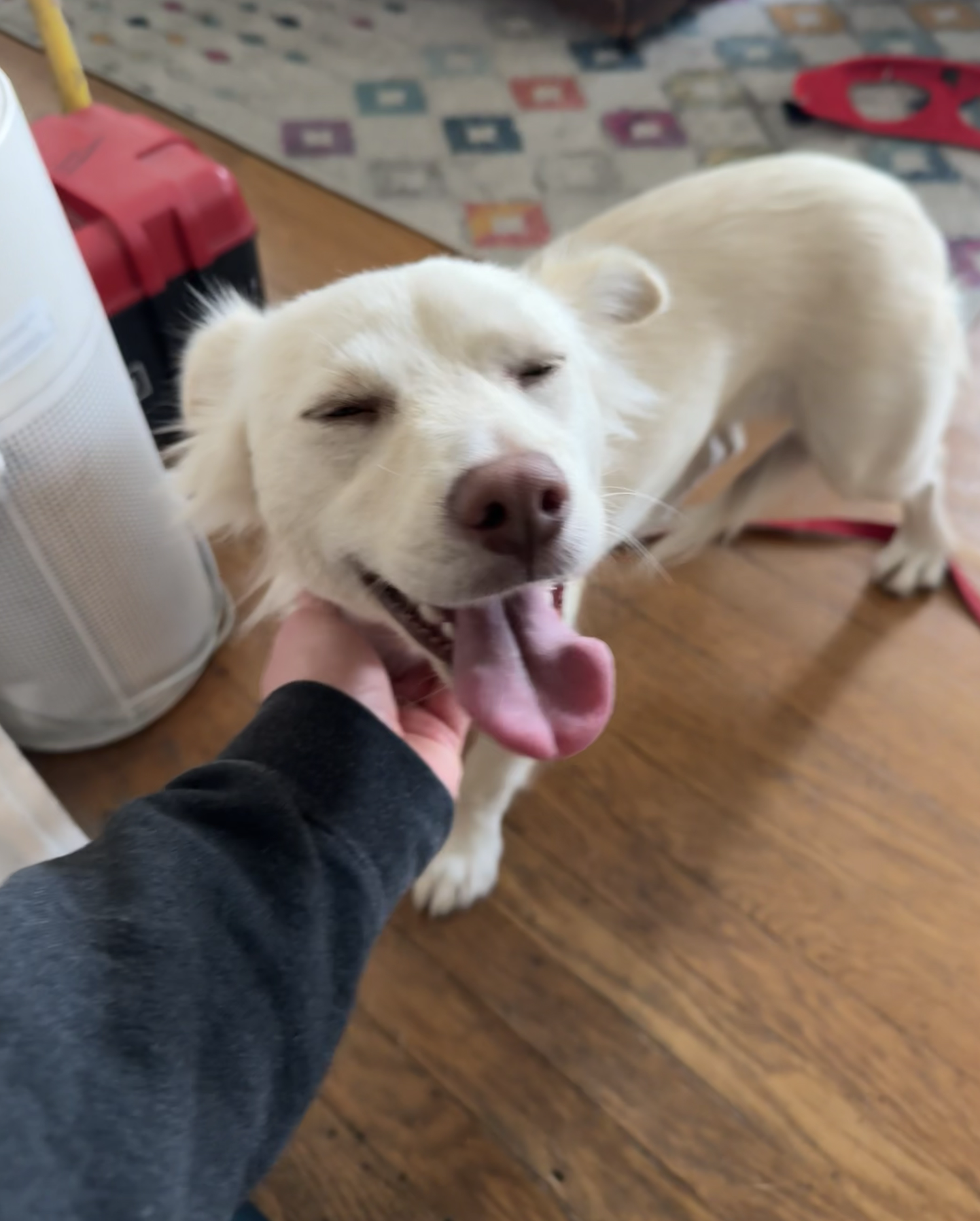 Found: Adorable Female Dog in the Mission District, SF