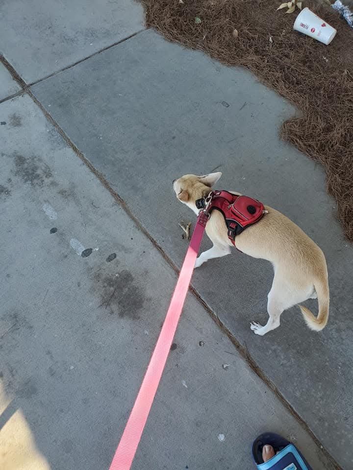 A Heartwarming Collection of Memories with My Dog Daffodil: Part 2