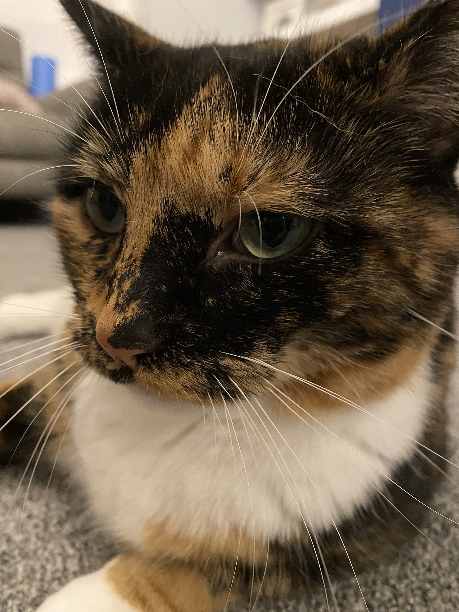 Crumble's Daily Snapshot of Adorableness