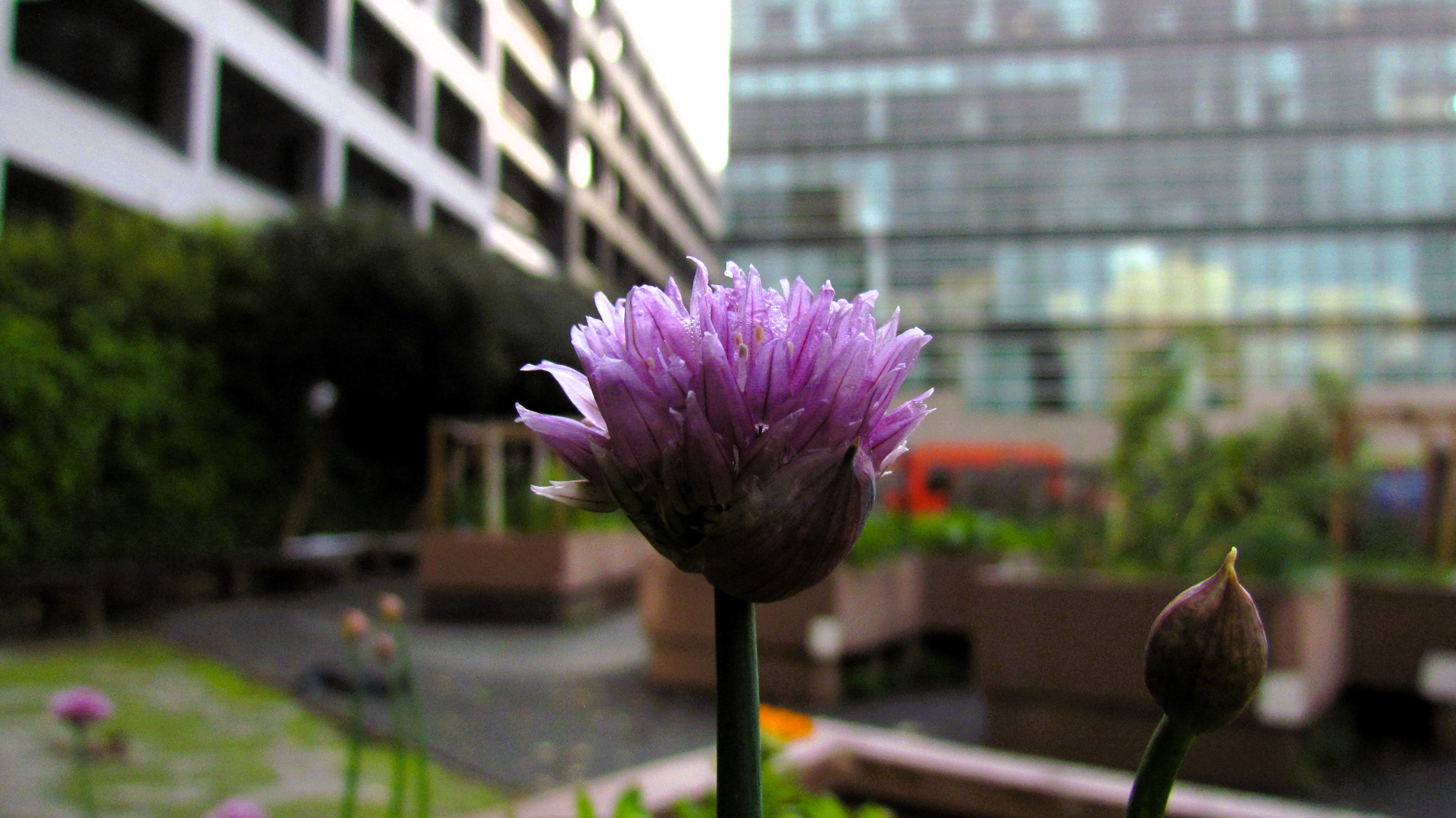 Captivating Macro Photography for a Relaxing Sunday