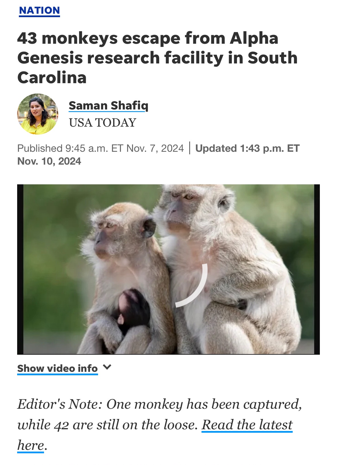 Who placed bets on the escaped research monkeys post-2024 election?