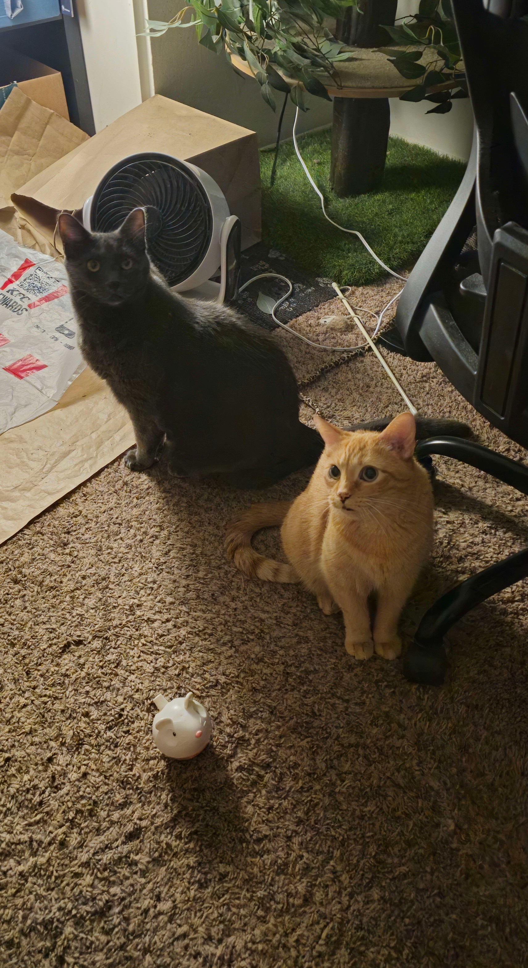 Bunsen and Beaker: The Dynamic Duo of Science