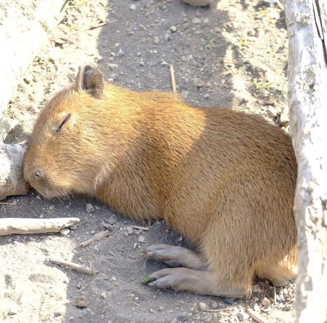 A Very Sleepy Capybara: Cuteness Overload