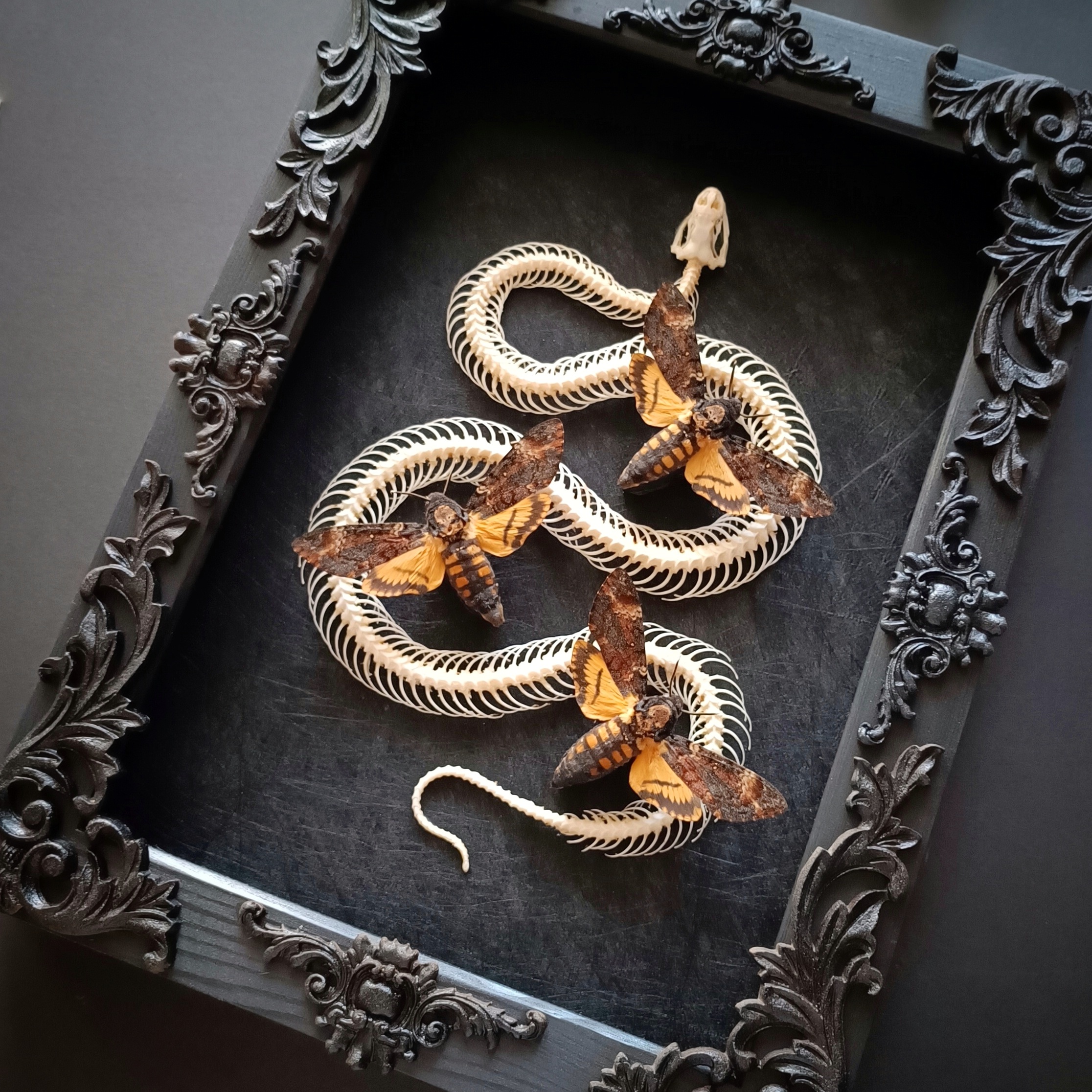 Project Complete: A Stunning Framed Snake Skeleton with Death's Head Moths