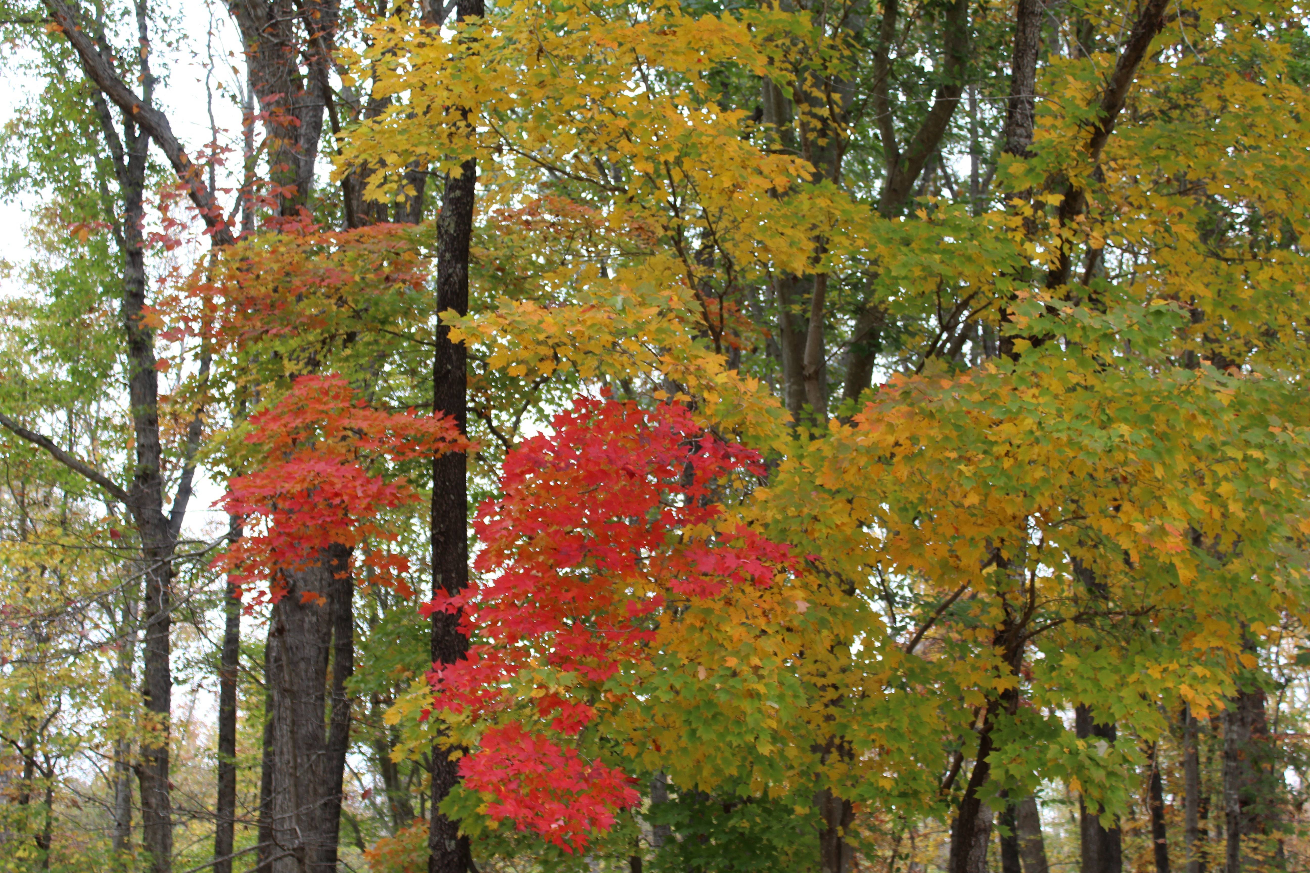 Autumn's Colorful Trees