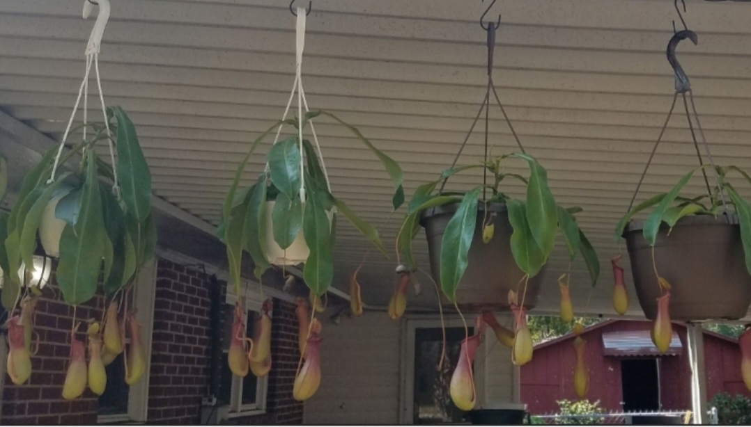 Discovering the Fascinating Nepenthes Plant