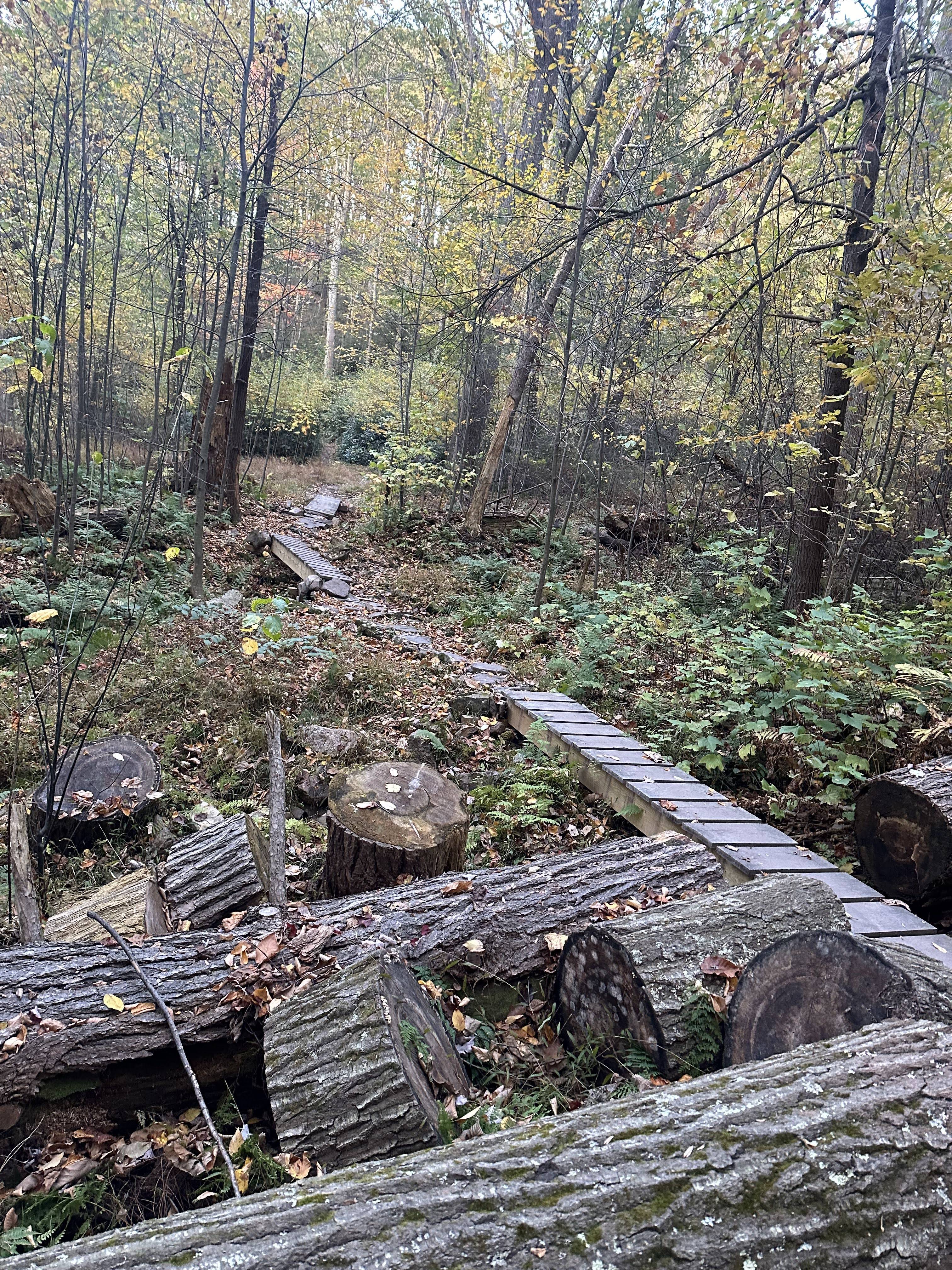 Exploring the Beauty of Tussey Mountain, Bear Meadows, and Indian Wells