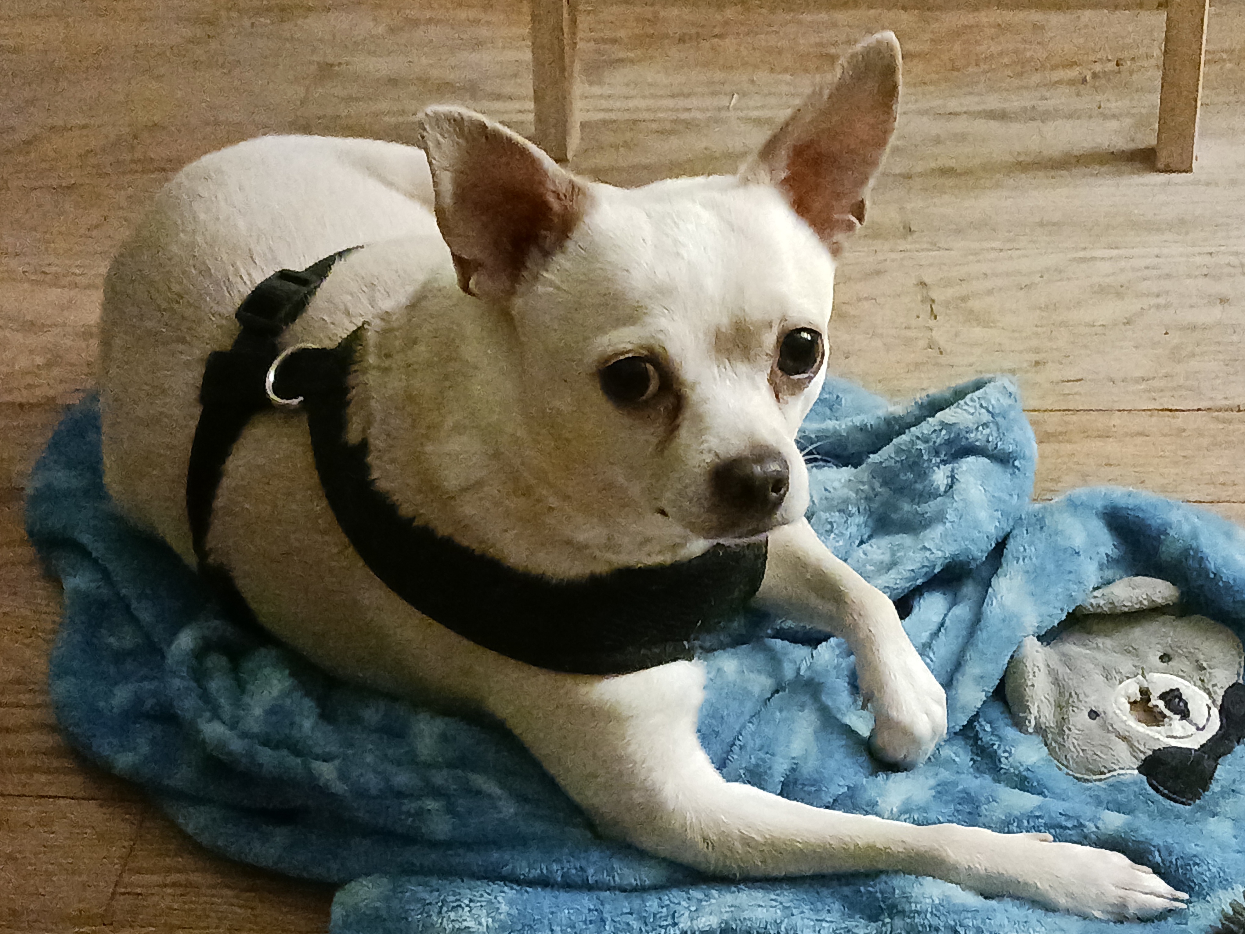 Meet Peanut, the adorable Chihuahua!