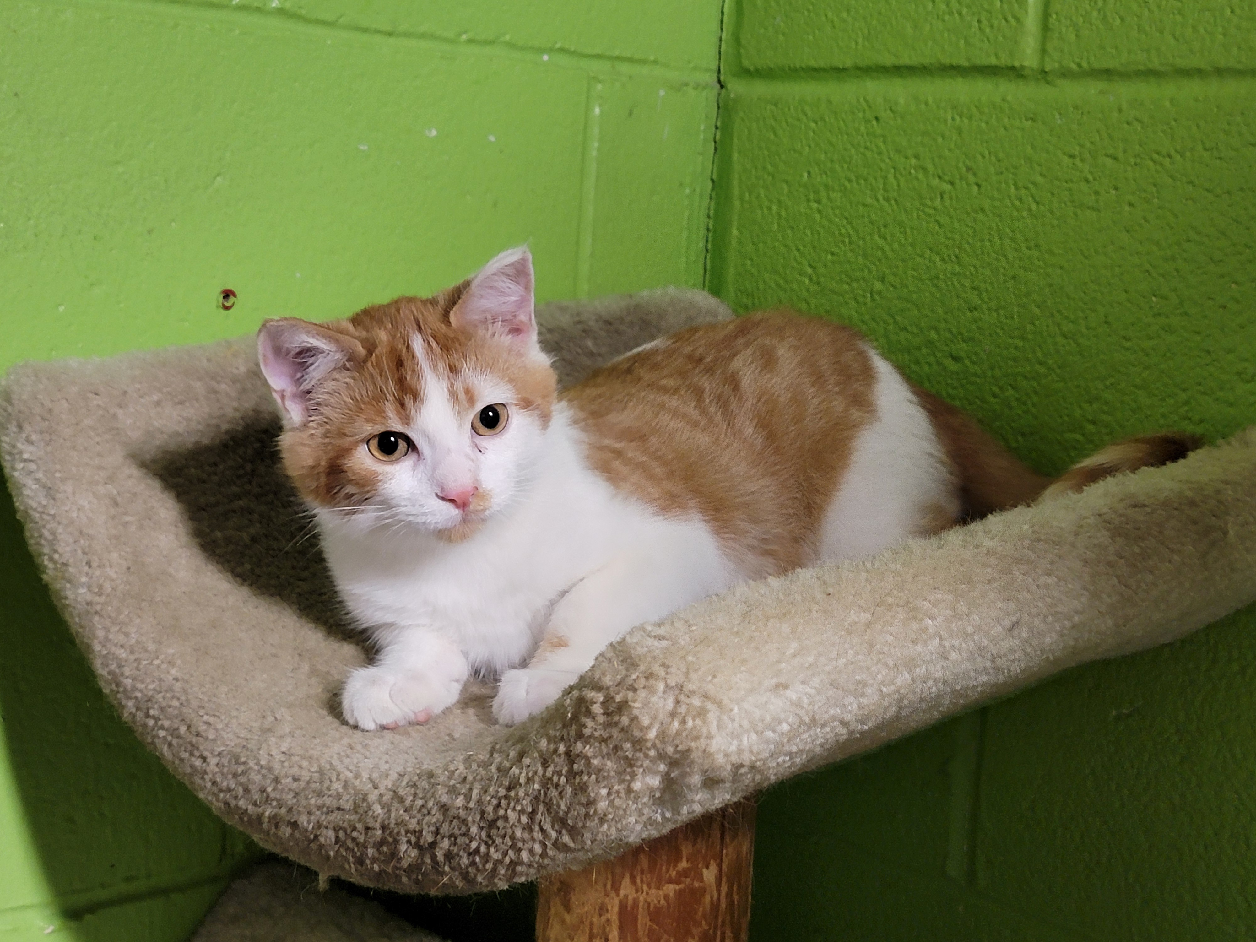 Chili Pepper has found his forever home today!
