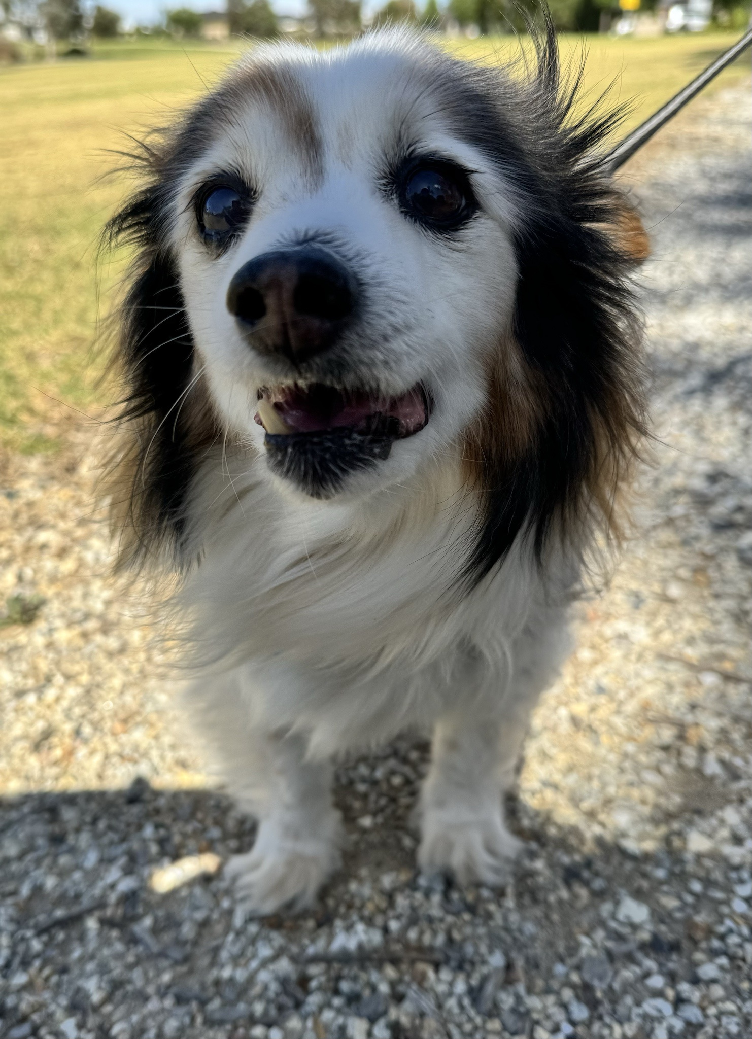 Daily Dose of Panko: My Adorable Dog