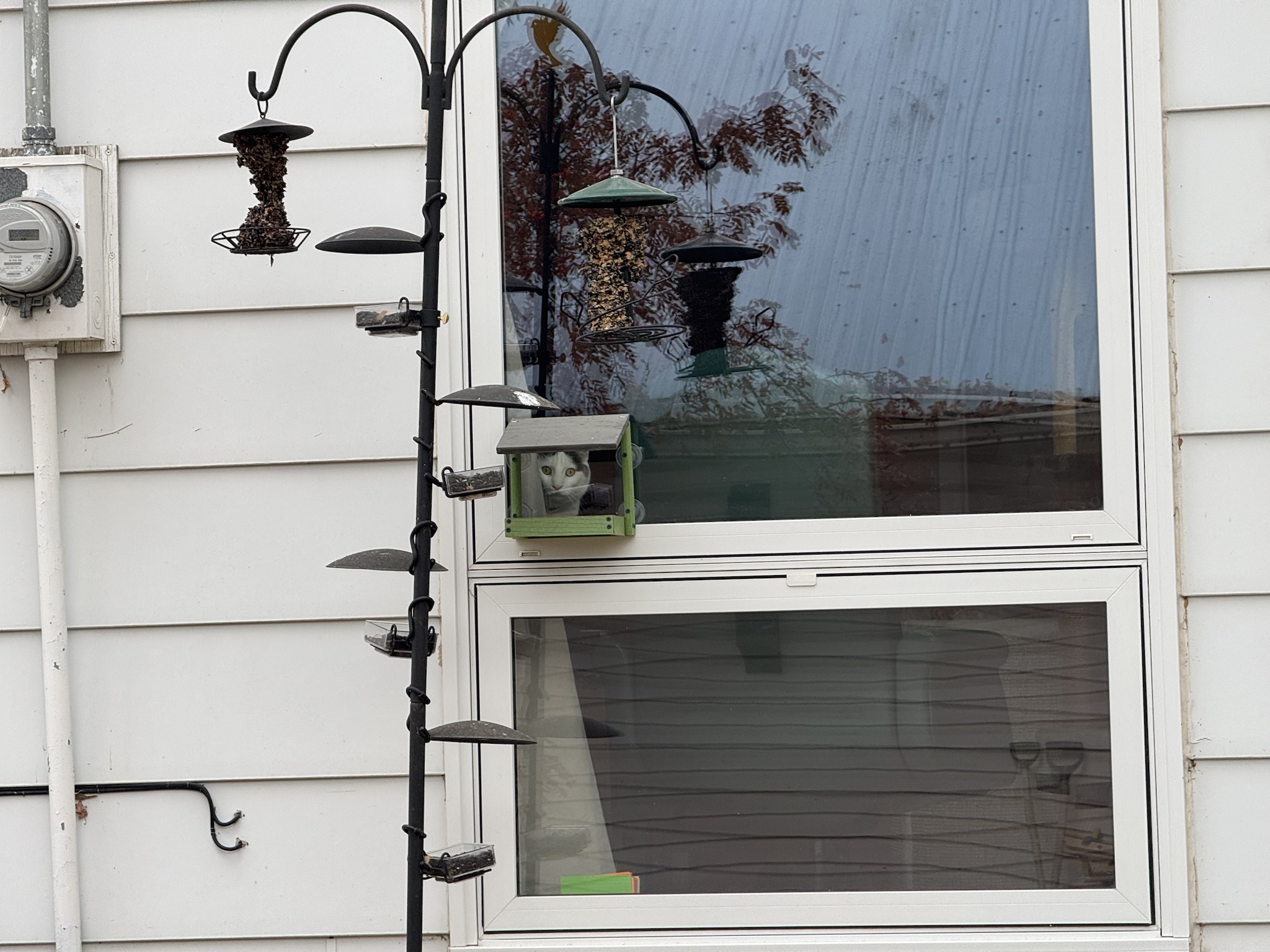 Unexpected Visitors: The Nuthatch Surprise