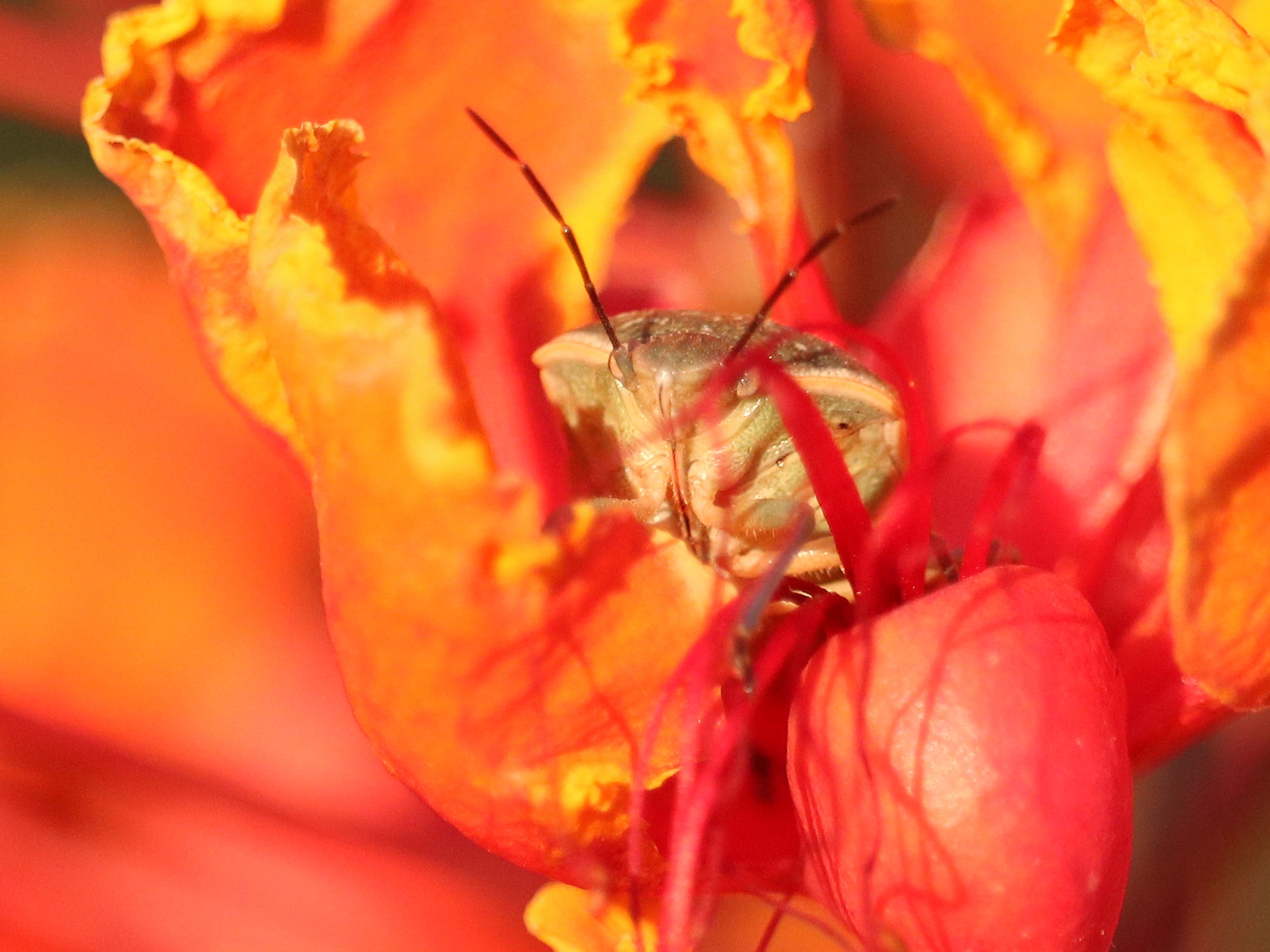 Sneaking Around in the Bird of Paradise