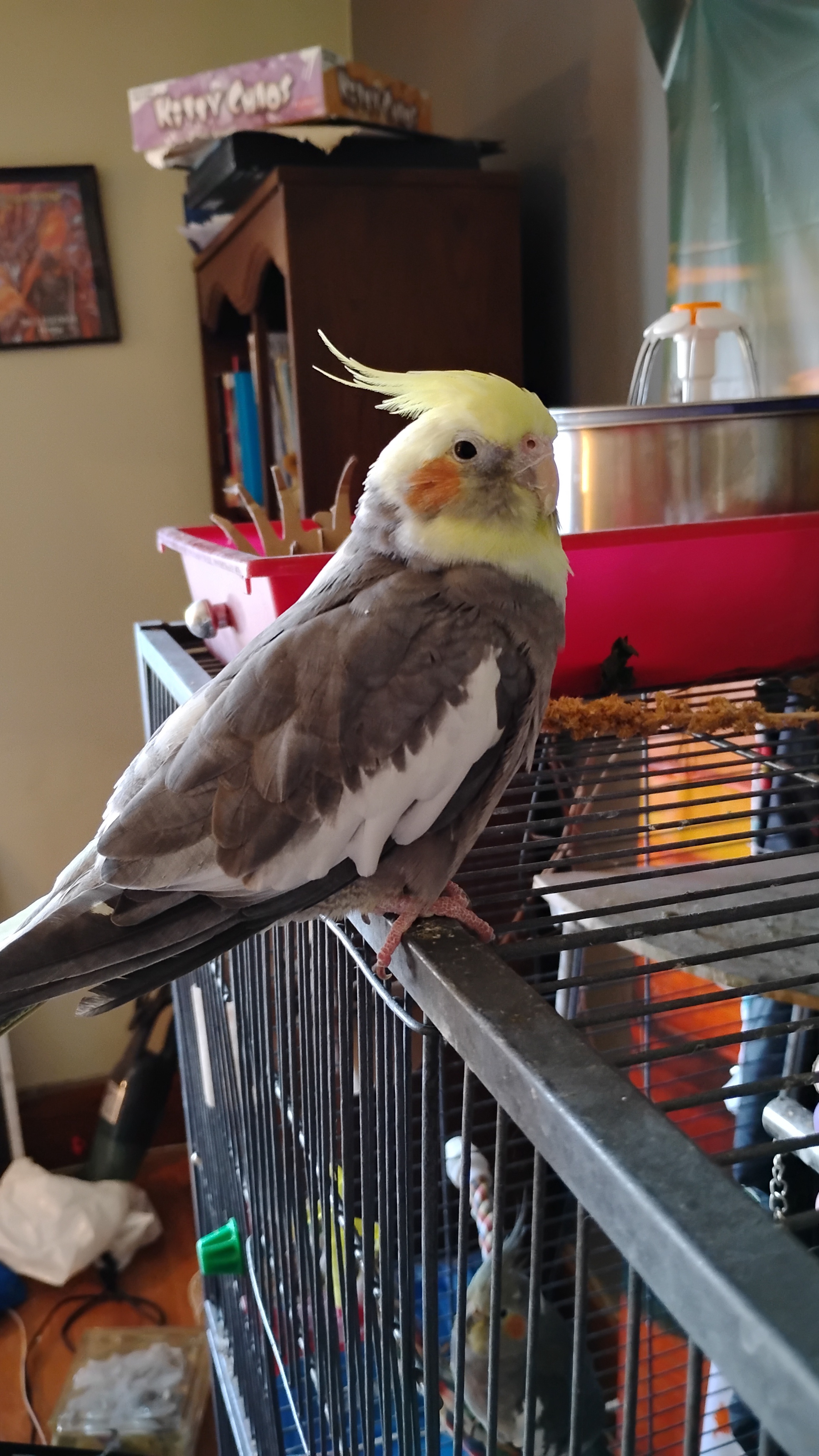 Meet Jackie: Your Daily Birb!