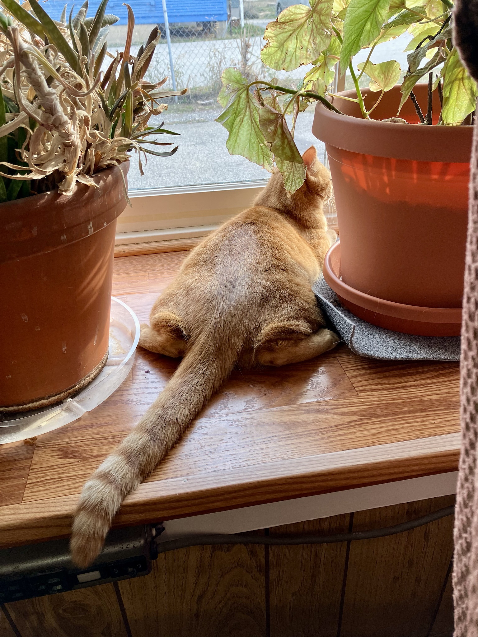 Splooting cuteness overload!