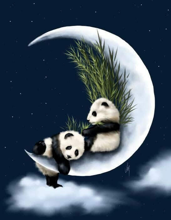 The Sleepy Panda Chronicles