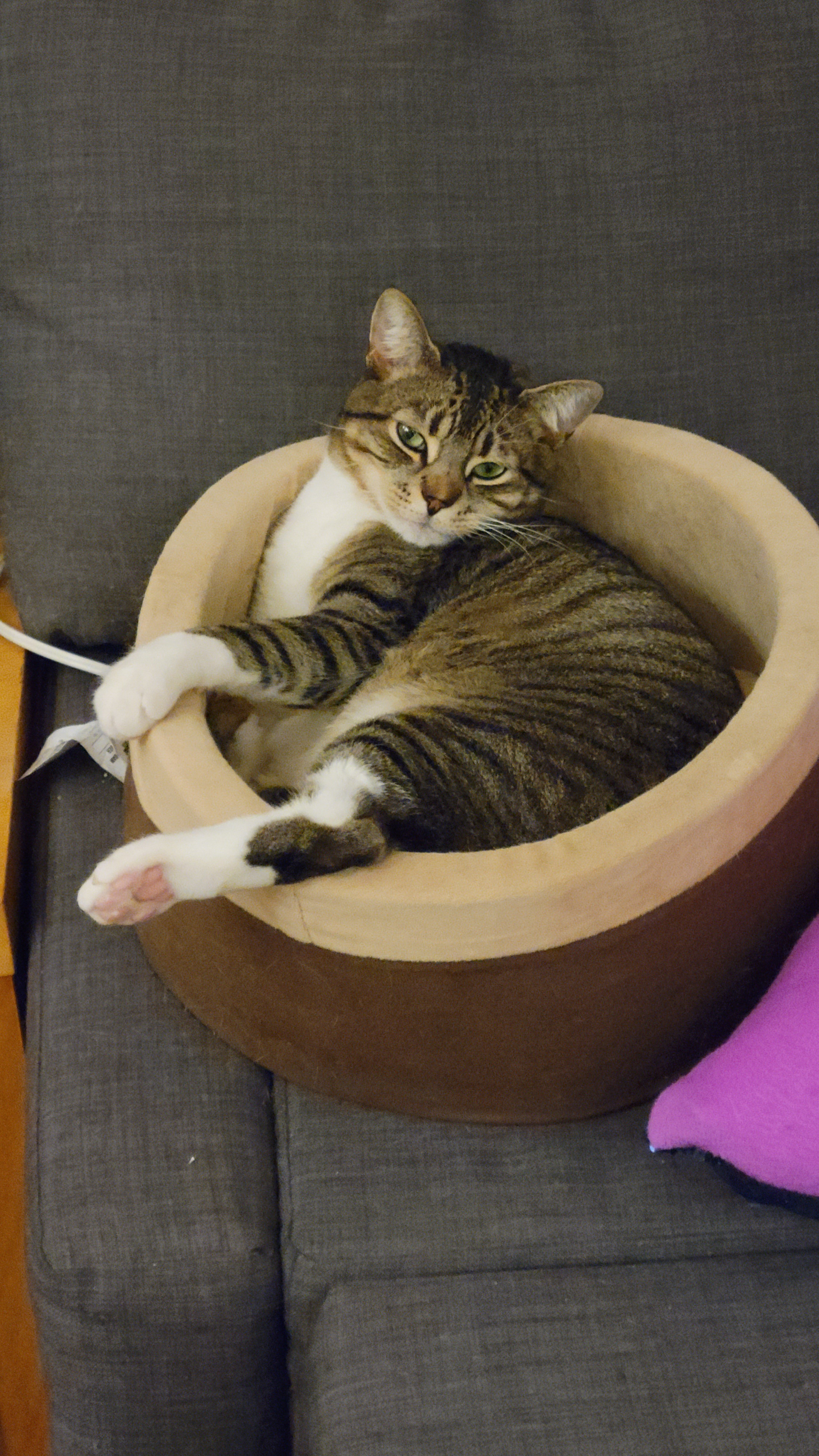 Spaghetti Relishing His Cozy Heated Bed