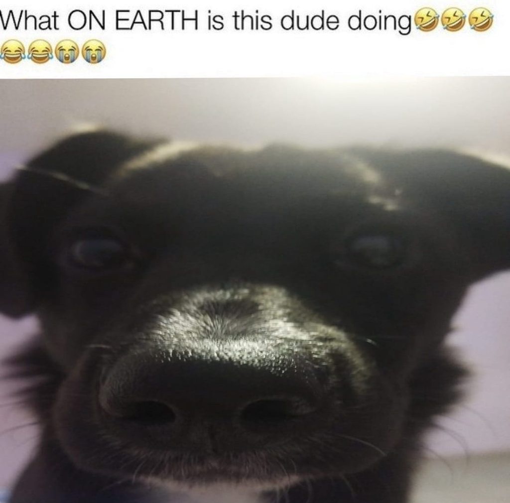 Cute Meme Alert!