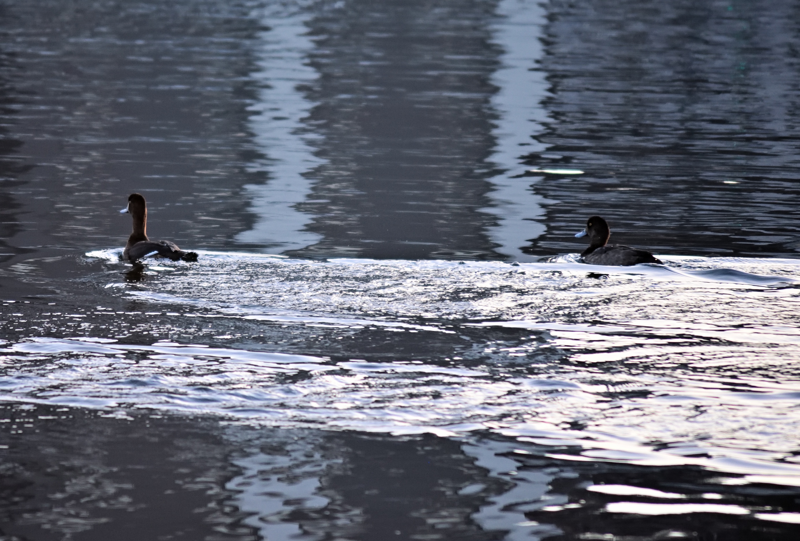 Just Two Ducks Living Their Best Life