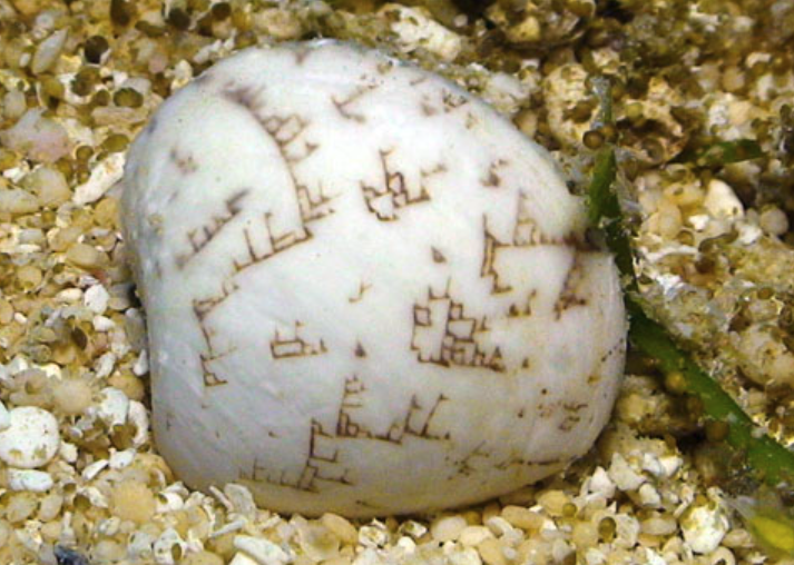 Discovering Lioconcha Hieroglyphica: The Fascinating Hieroglyph Clam