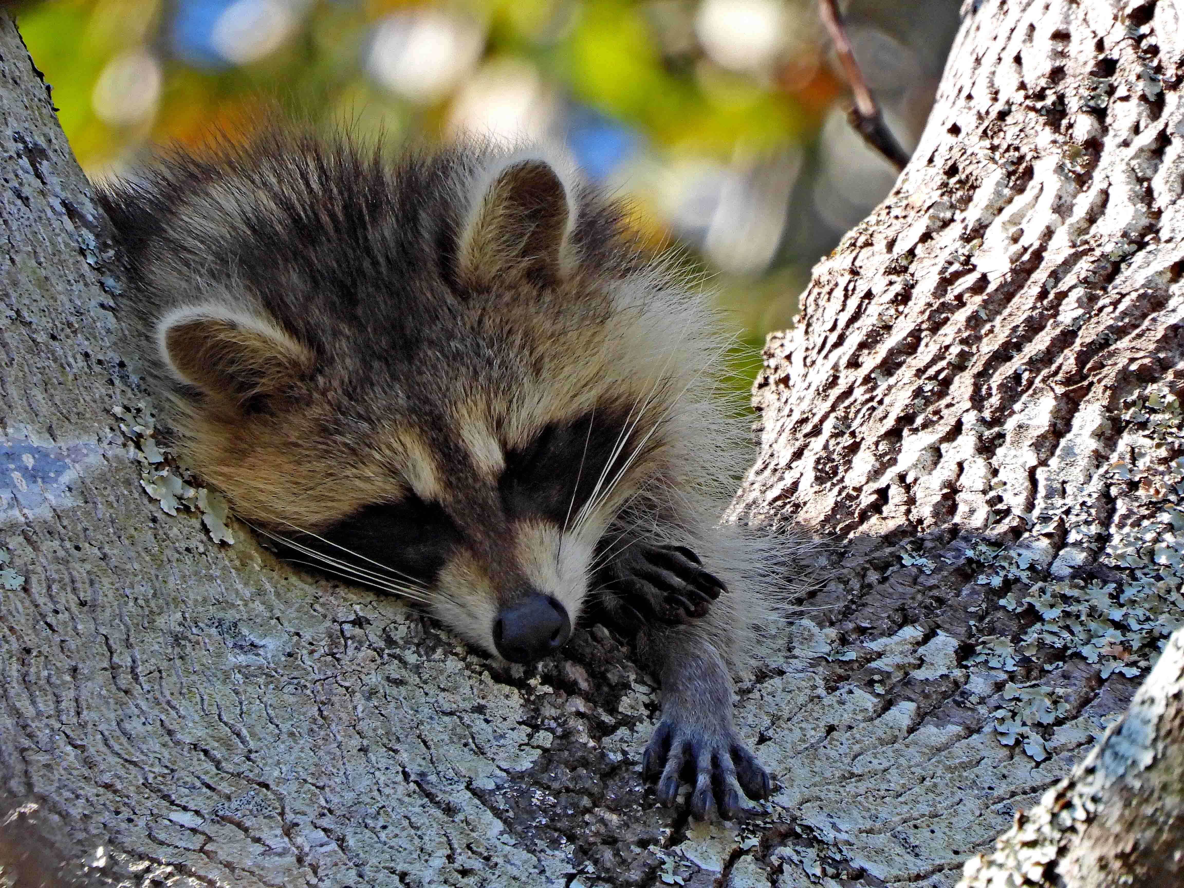 A Raccoon Takes Over in Summerville, South Carolina