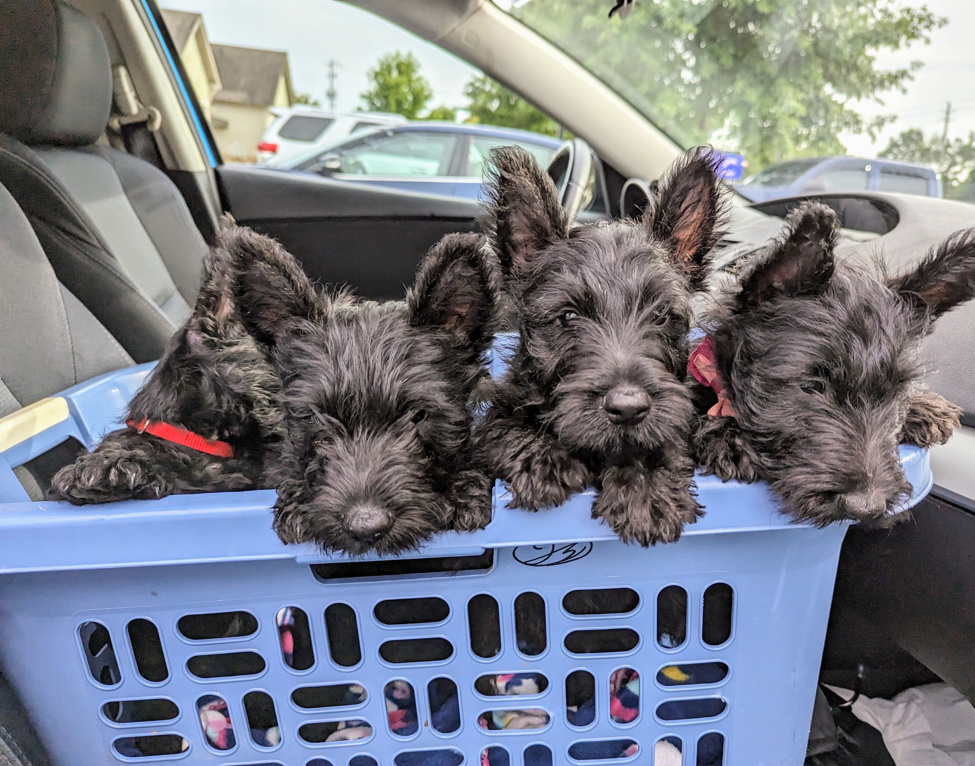 Adorable Alert: Scottie Puppies Stealing Hearts!