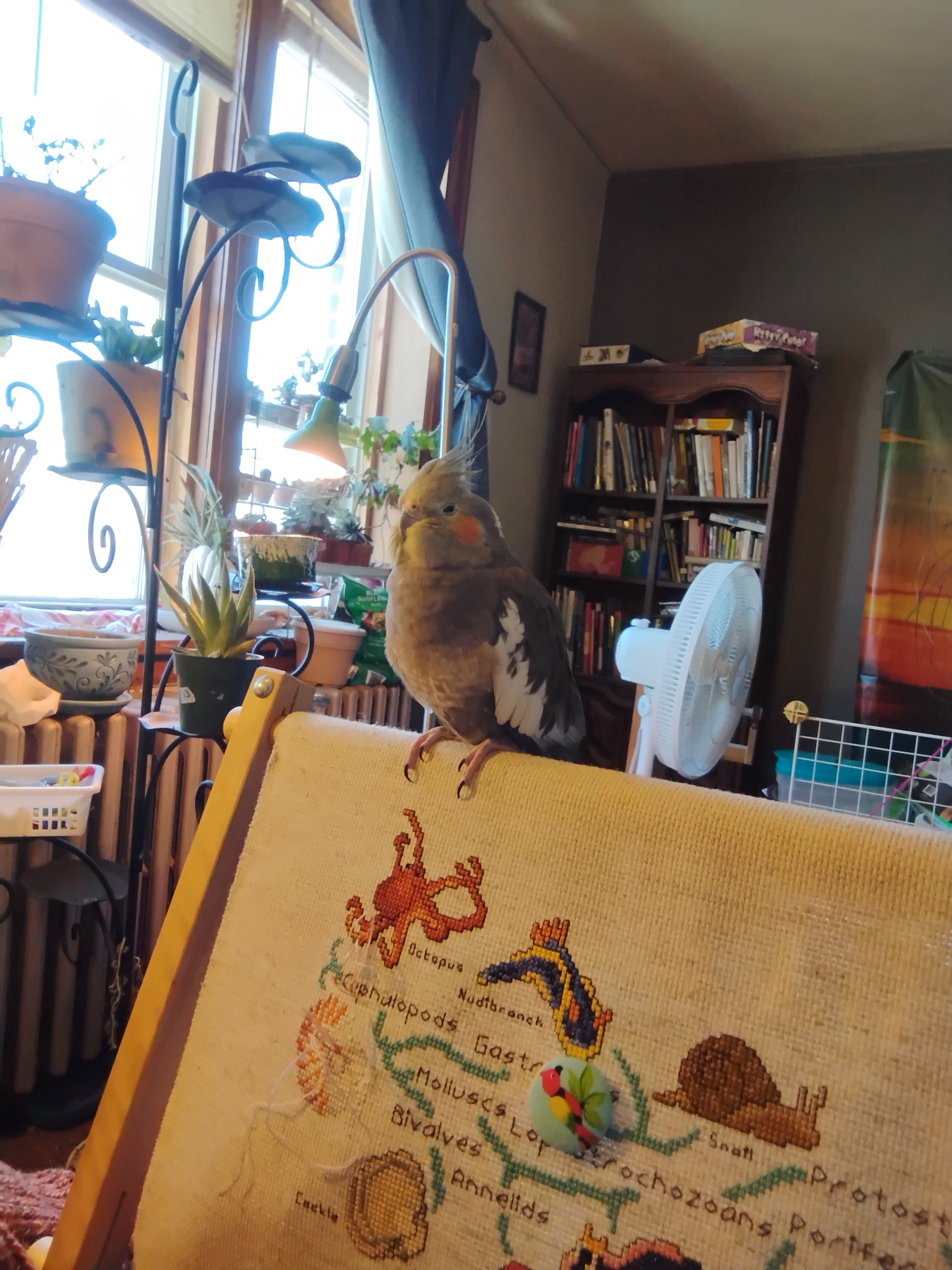 Daily Bird Sightings and Crafting Fun