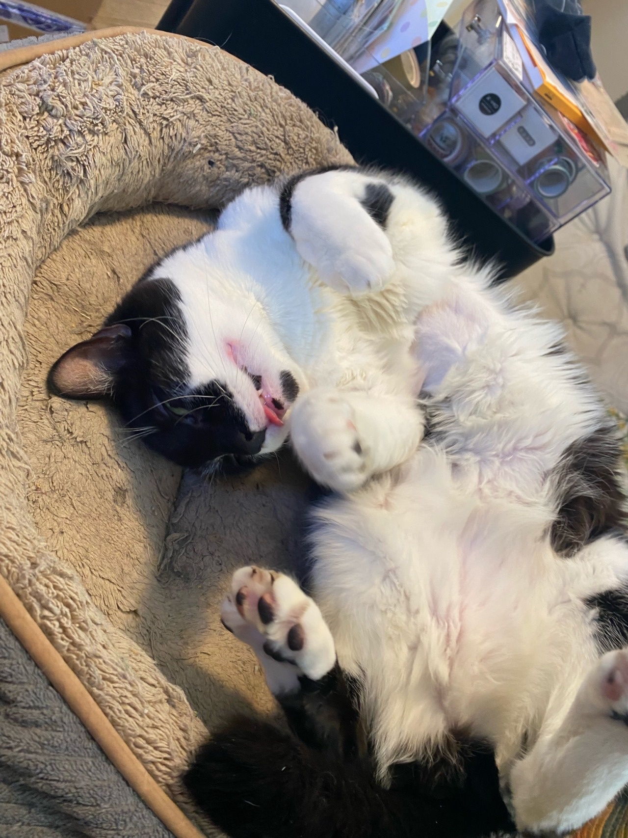 Totally Zonked Out!