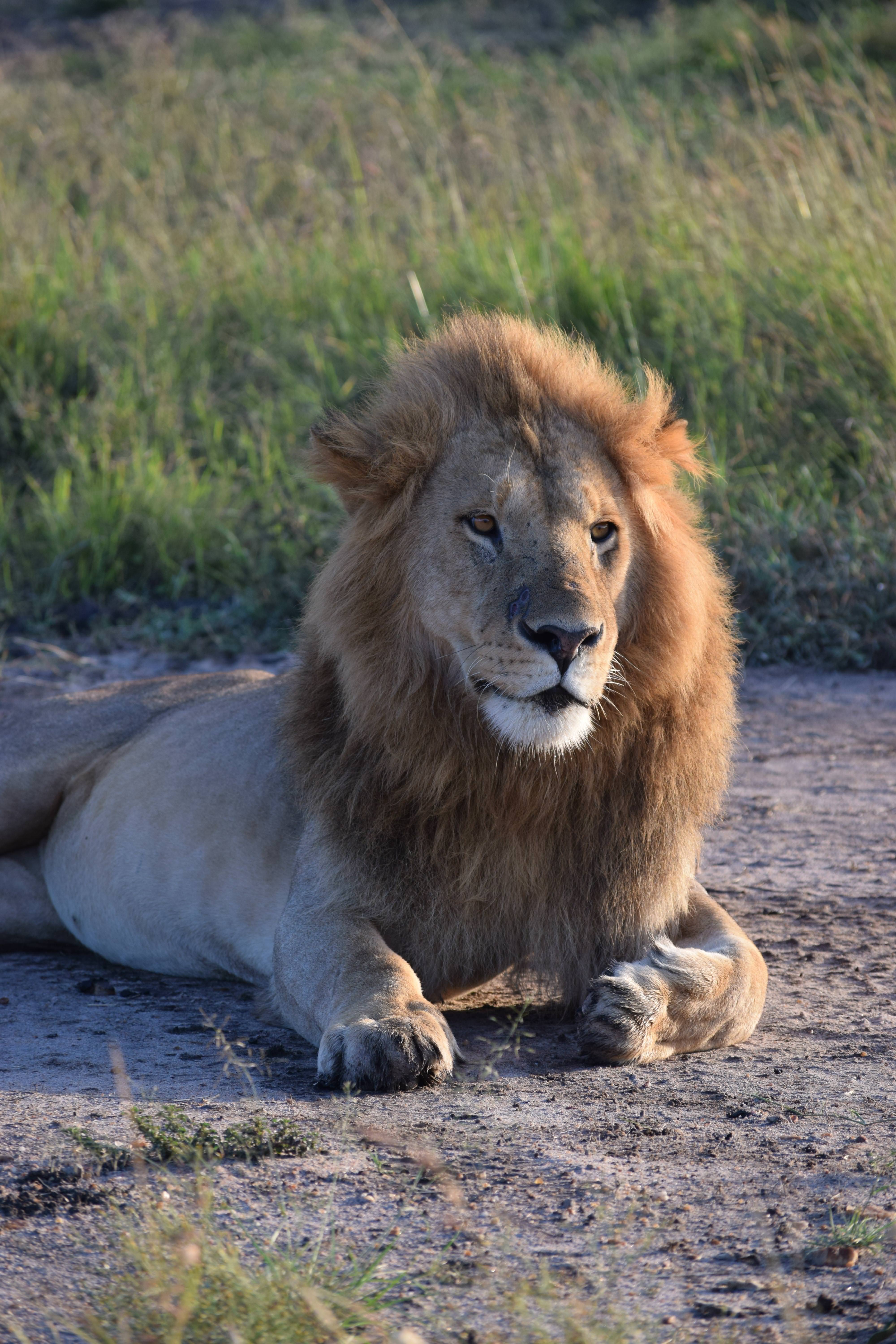 The True Ruler of the Jungle: A Celebration of Nature's Majesty