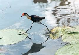 Meet the Unique Comb-Crested Jacana