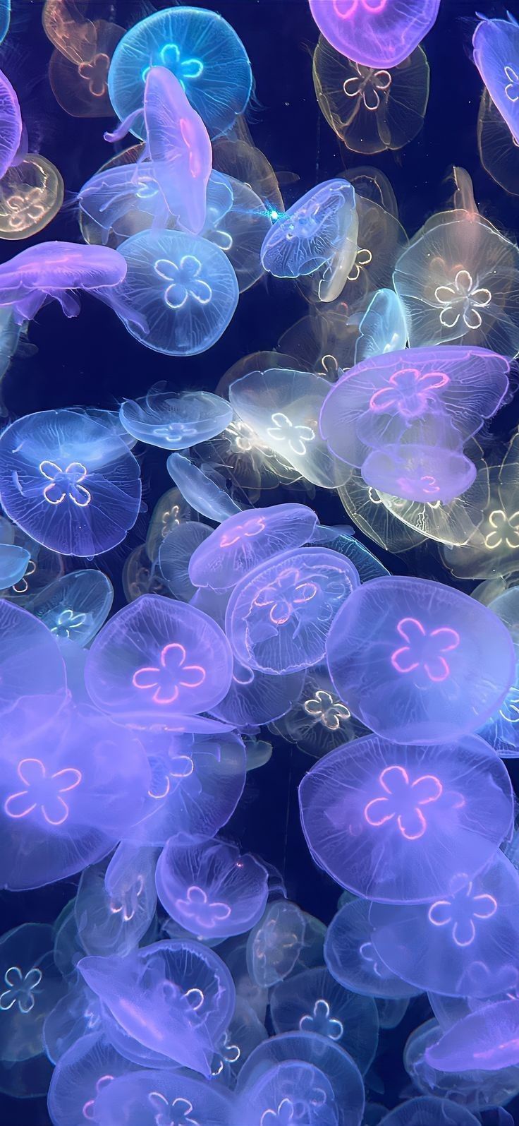 The mesmerizing world of jellyfish