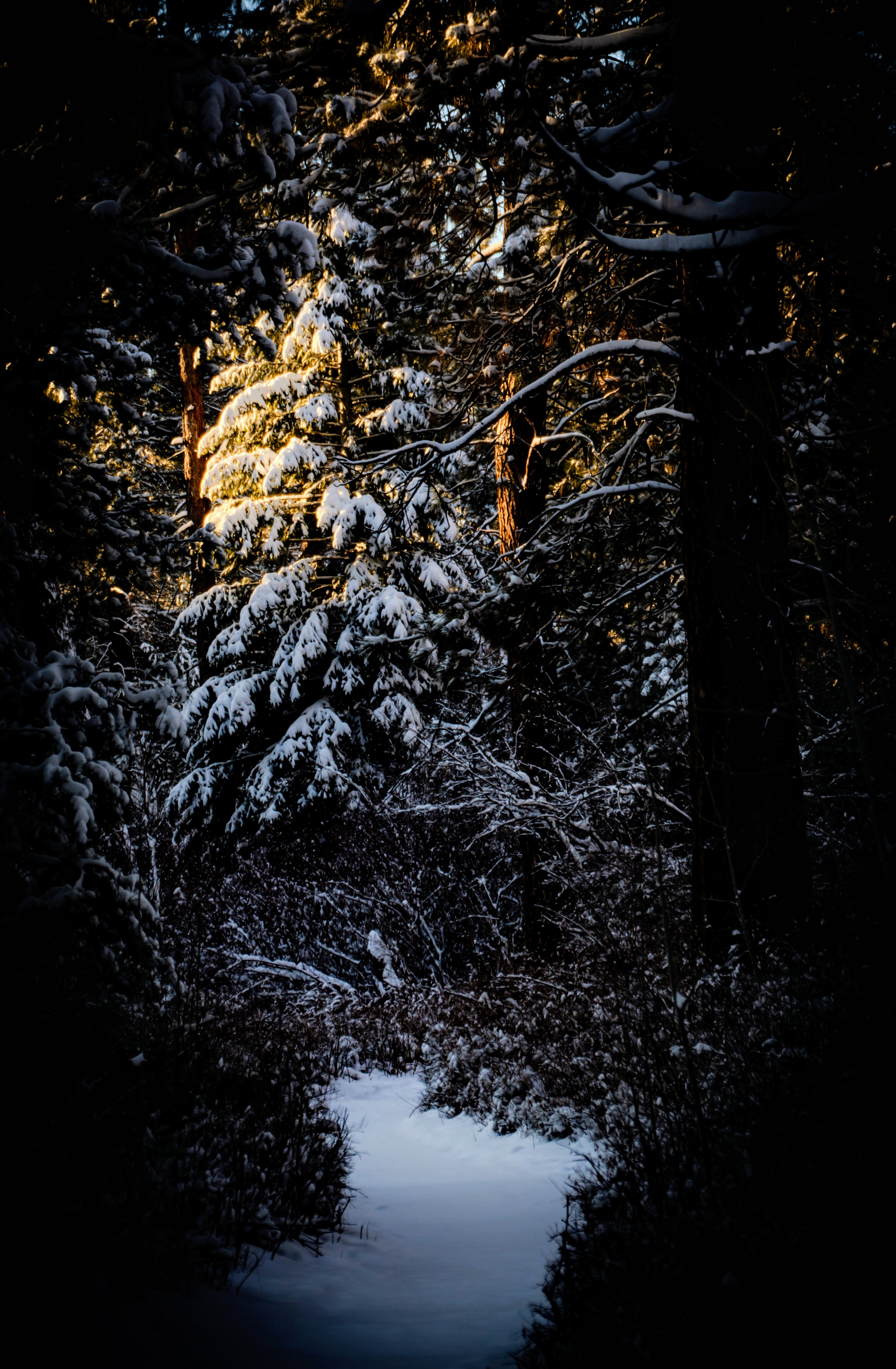 A Refreshing Stroll Through Shevlin Park in Bend, Oregon